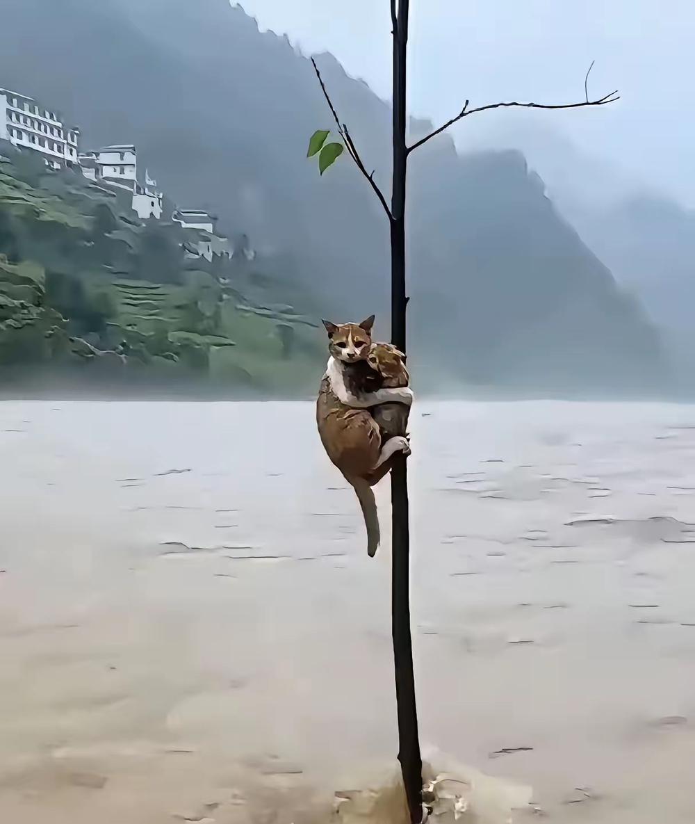 谁懂啊！刷到洪水里猫妈妈抱着俩娃死死抠住树干的画面，我盯着屏幕鼻子直接酸了。
没