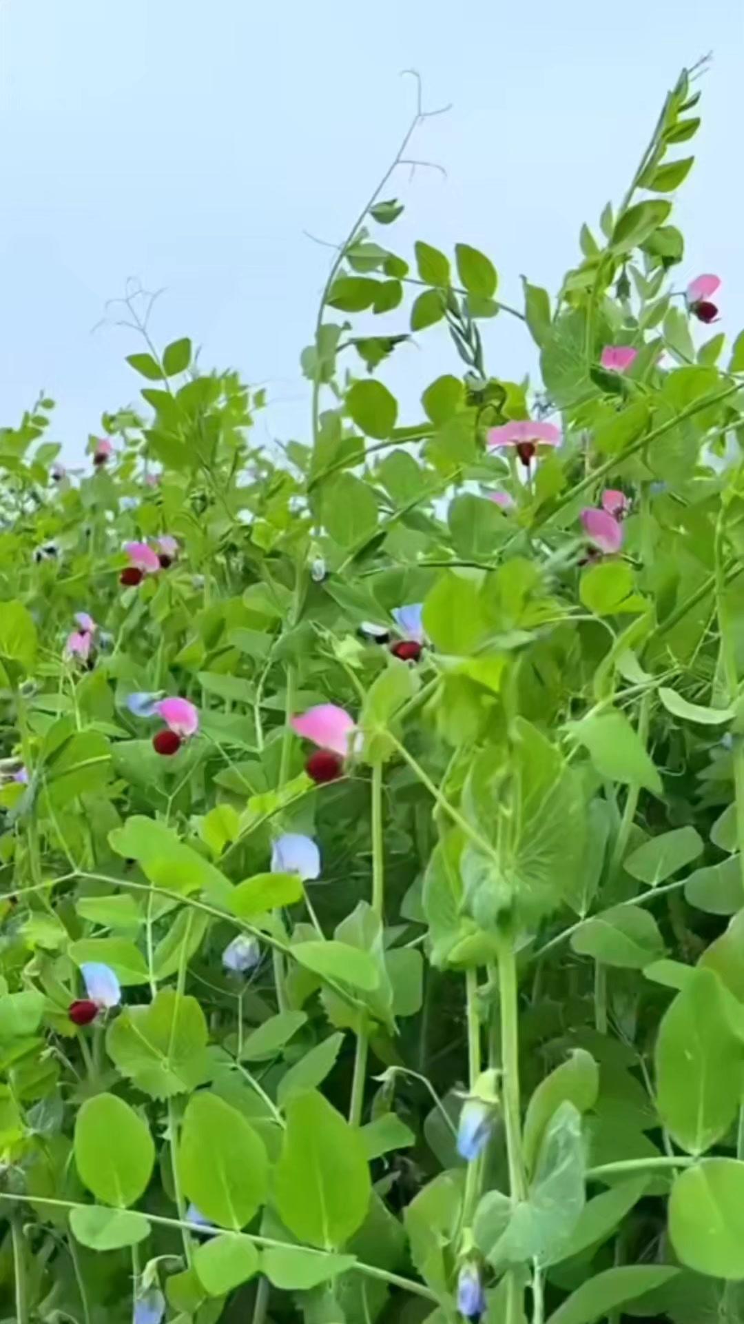 🌿满目的田园绿意盎然，蝉鸣和布谷声交织在风里，枝头鲜果轻轻晃着，连空气里都飘着