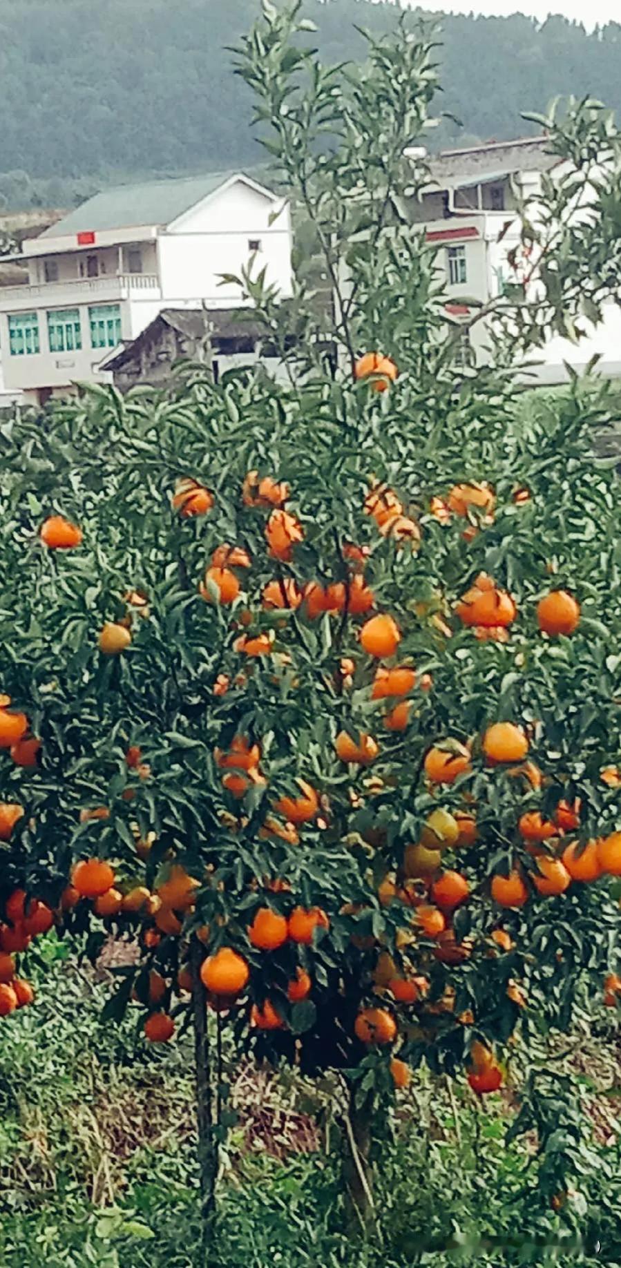 谁懂啊！我家已经被桔子承包了！
 
漫山遍野望不到头，全是绿油油的桔子树，枝桠都