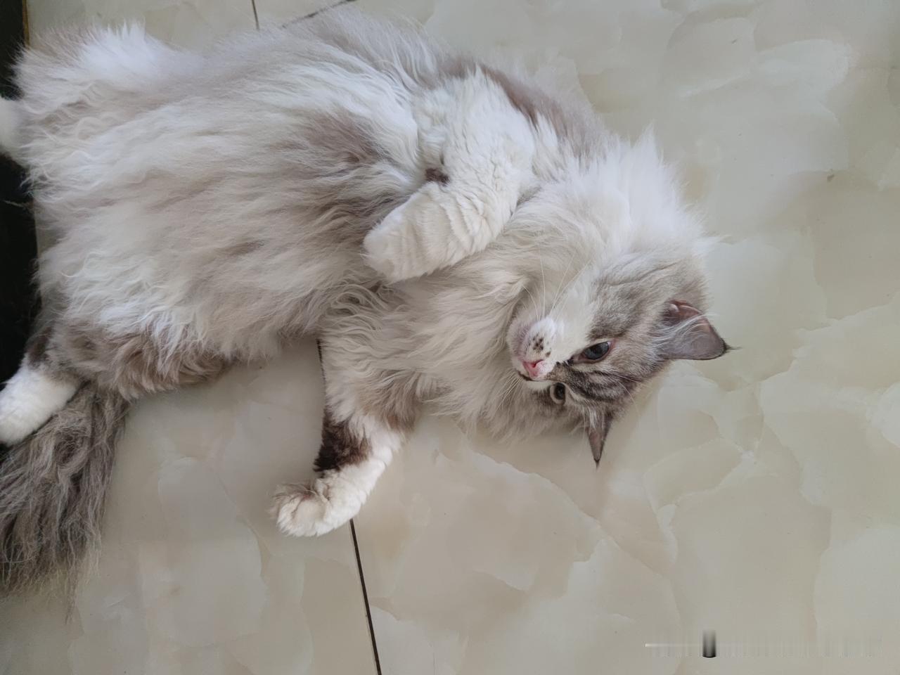 分享一张自家猫睡觉的照片喵星人怕热，天气热了可喜欢这个资式睡觉了，挨着地砖凉快[