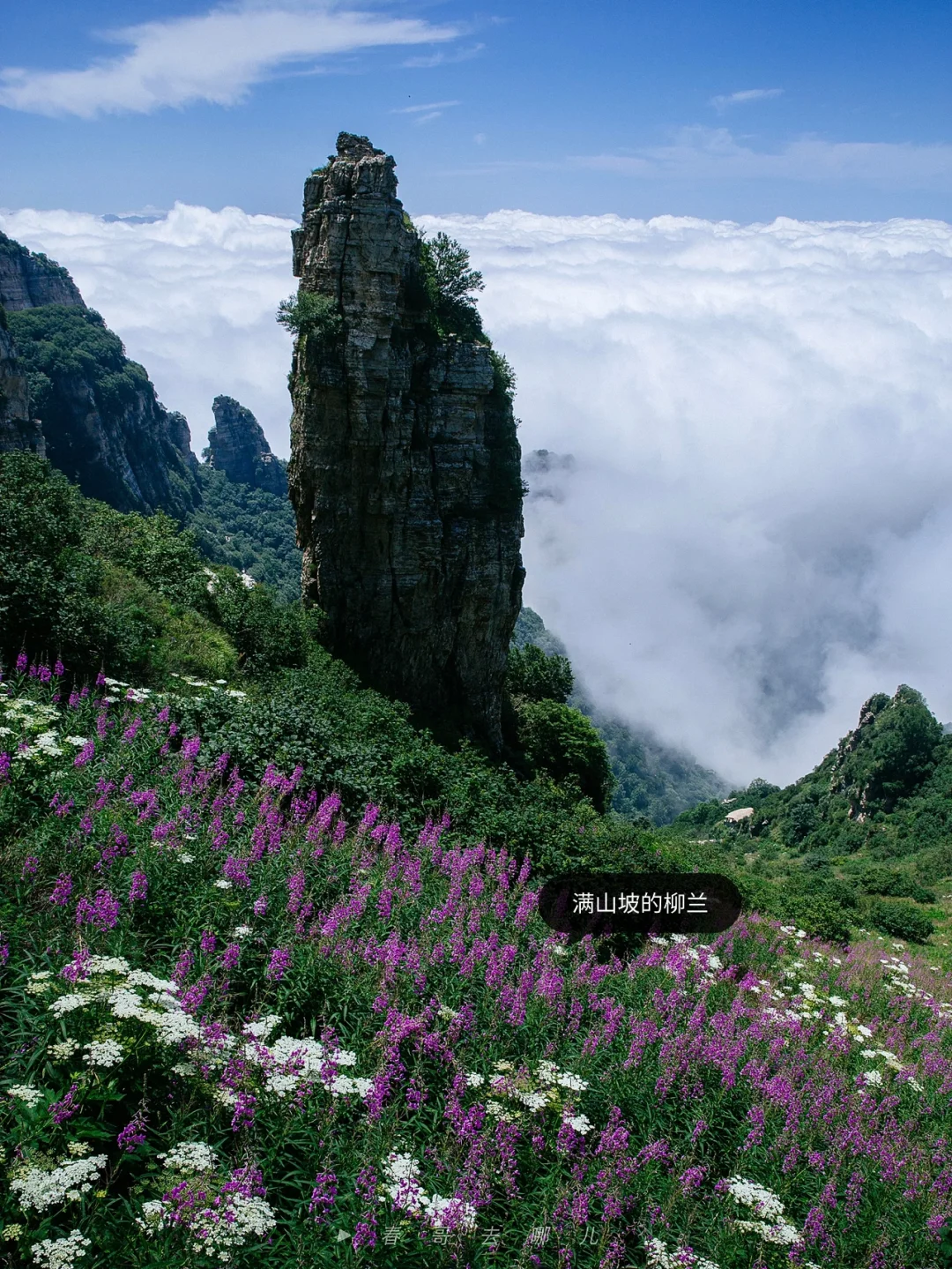 植物爱好者的天堂，离北京才2个多小时
