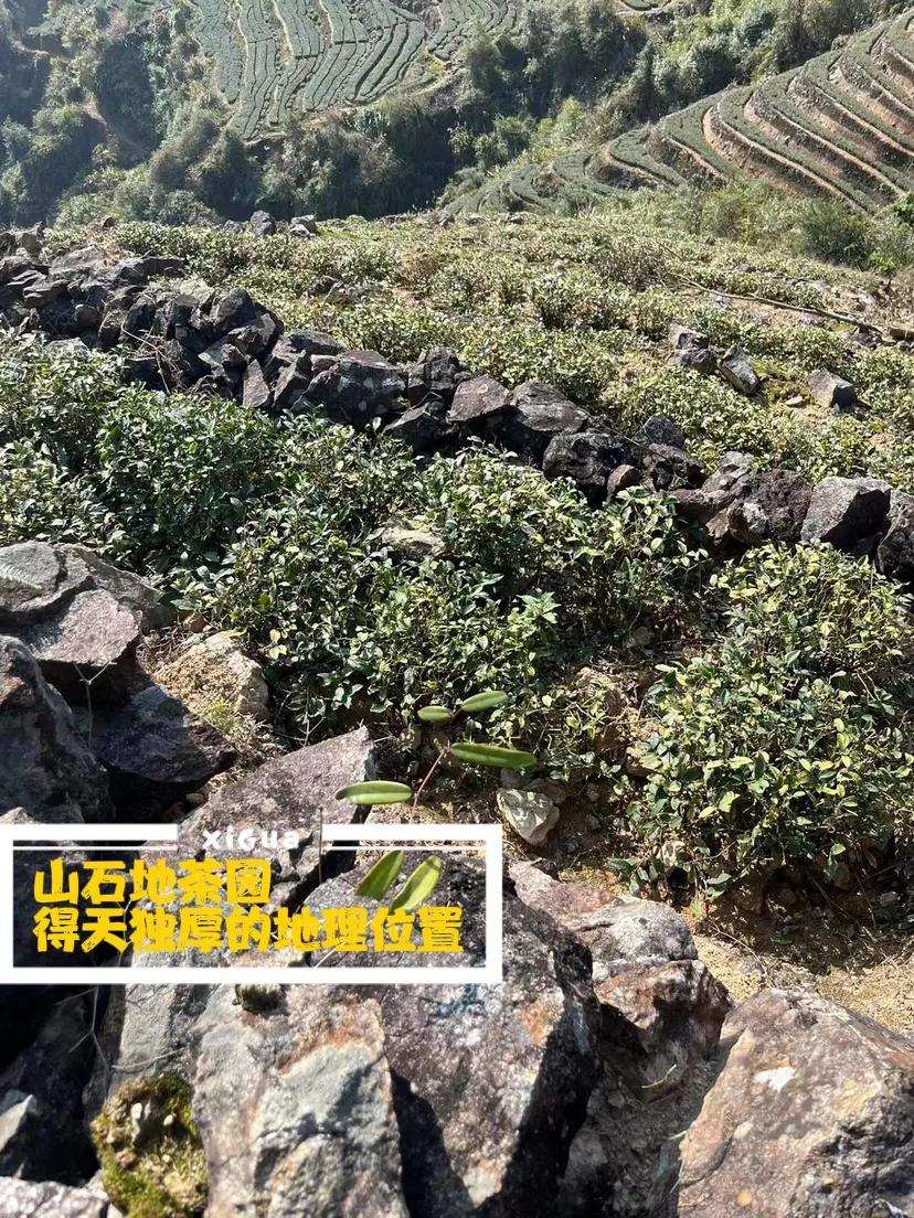 一杯好茶，从茶园管理，从晒青到成品，需要经过十几道程序，都是每个师傅对于传统制作