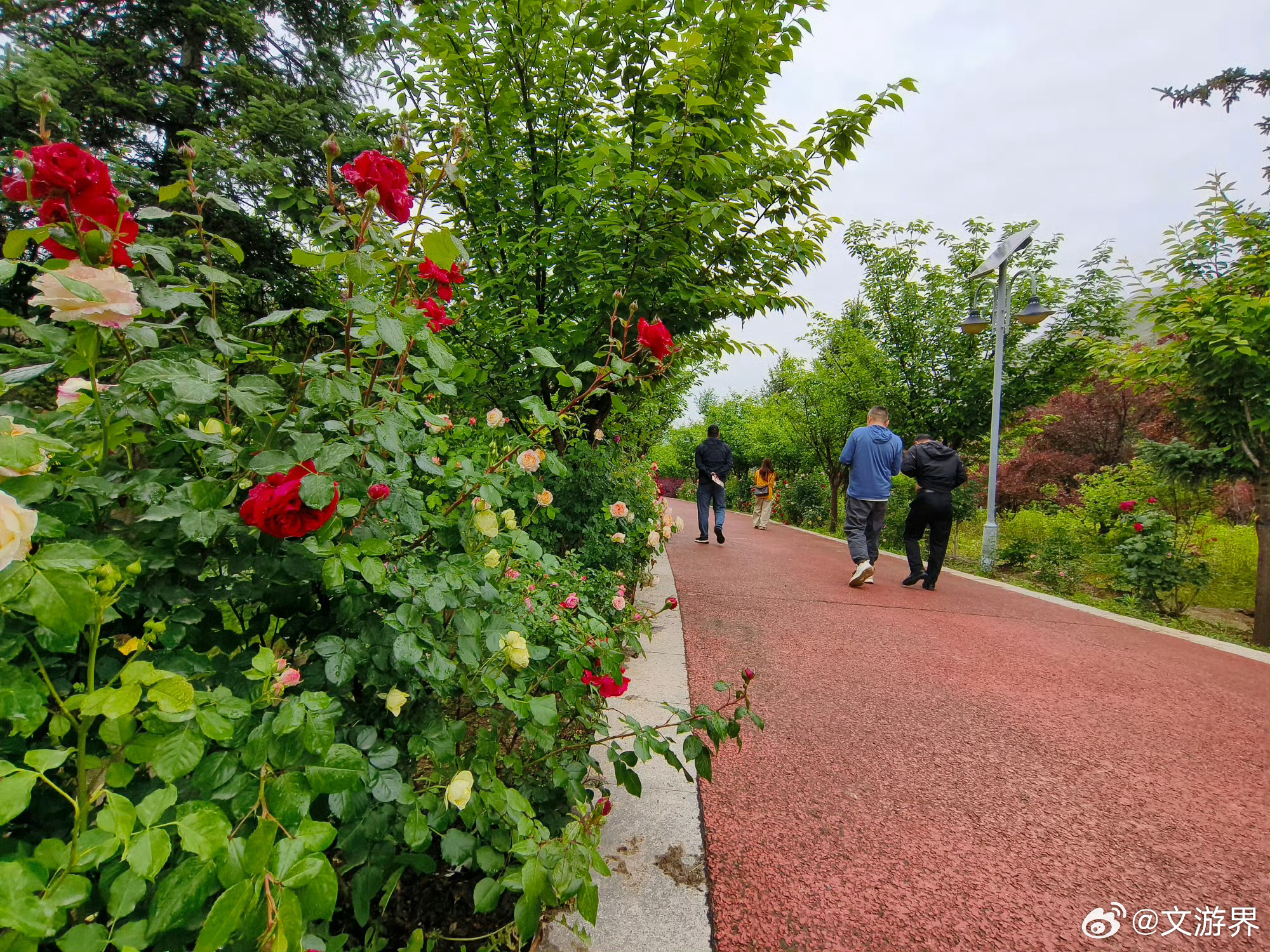 甘肃贵清山植物园的生态之美【文旅融合，让生态价值可感可享】 贵清山植物园巧妙打通