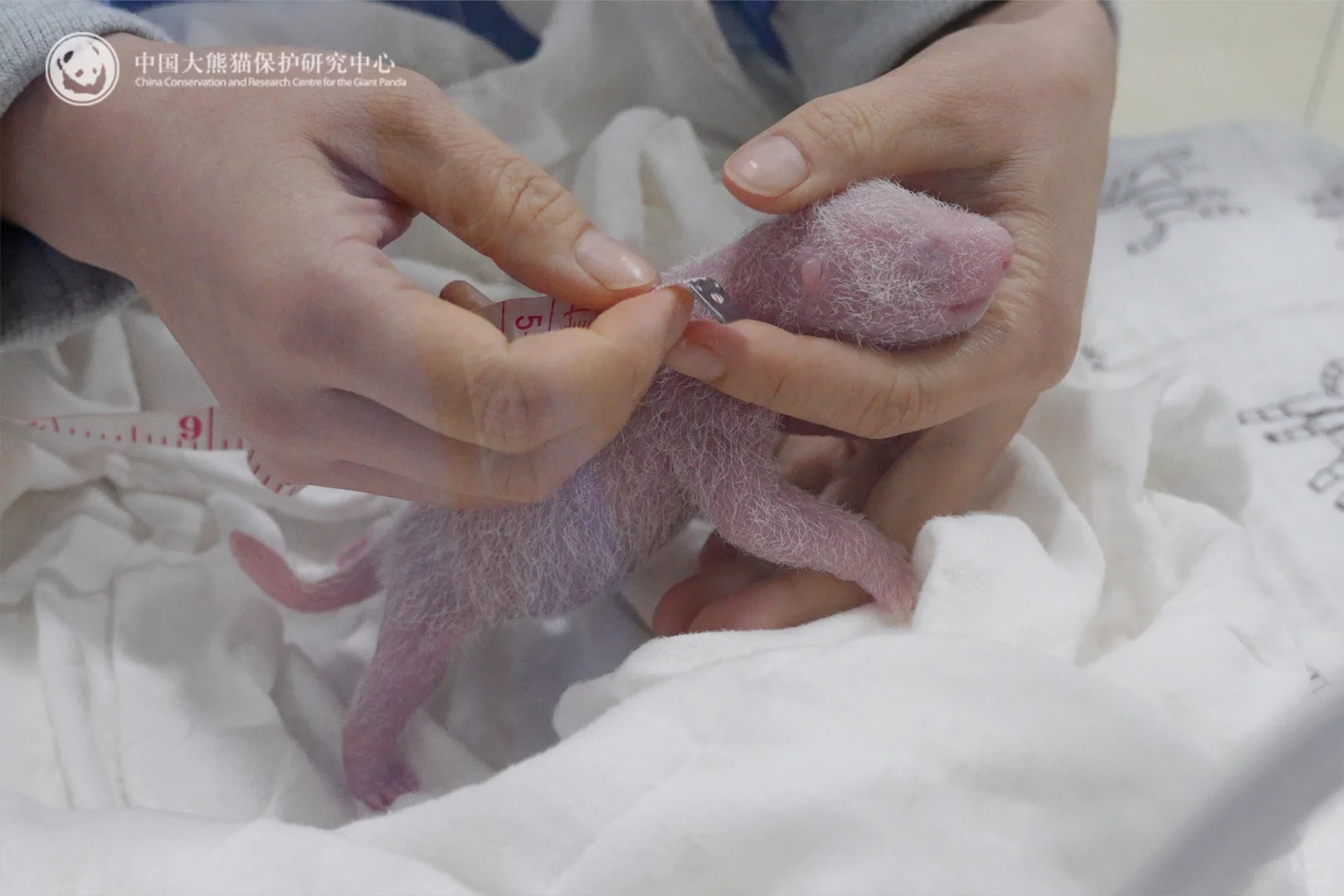 熊猫中心2026年首对双胞胎诞生了，芊芊生了雄性双胞胎，辛苦了芊芊 