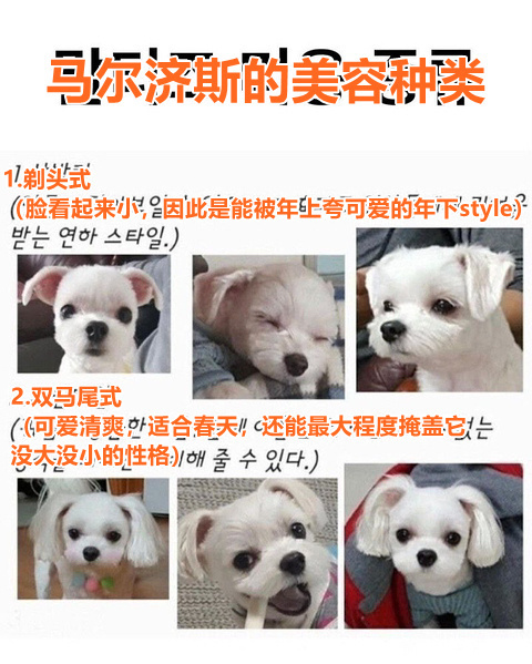 马尔济斯的四种发型分类 海外新鲜事 热点现场