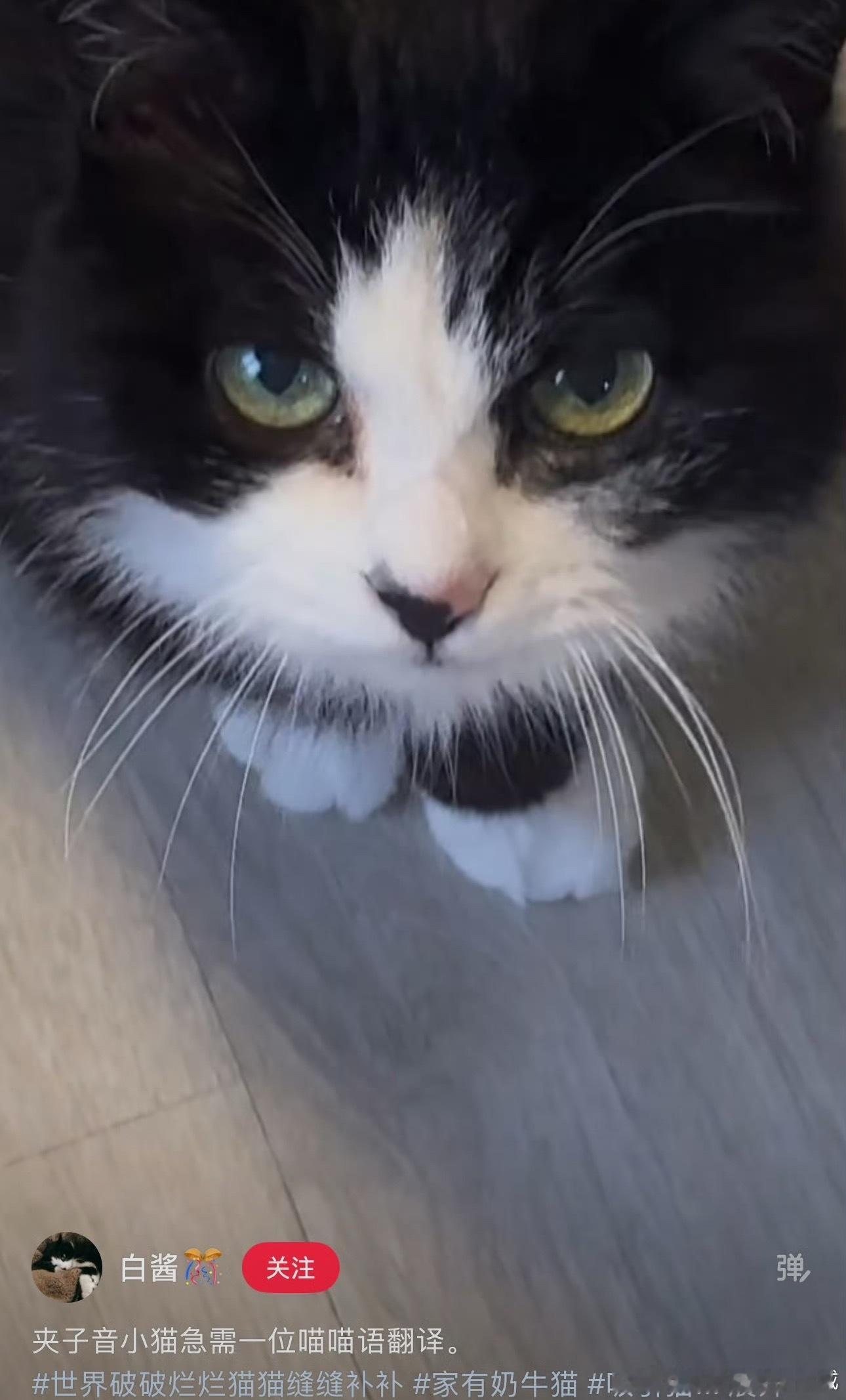 我昨天晚上做梦梦到空空儿变成这只猫了，然后我就一直在那边戳它，因为它的毛很长一戳