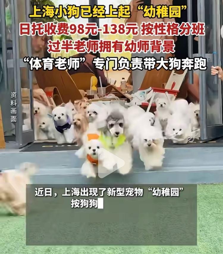 夸张了，上海的狗都开始朝九晚五上幼狗园了！

上海这是引领潮流了，细想来，这事挺