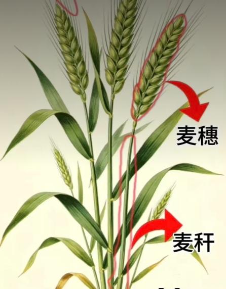 麦秆·麦穗·麦芒
祖宗八代都是种地农民，今年中考语文考麦芒，没想到孩子压根不知道