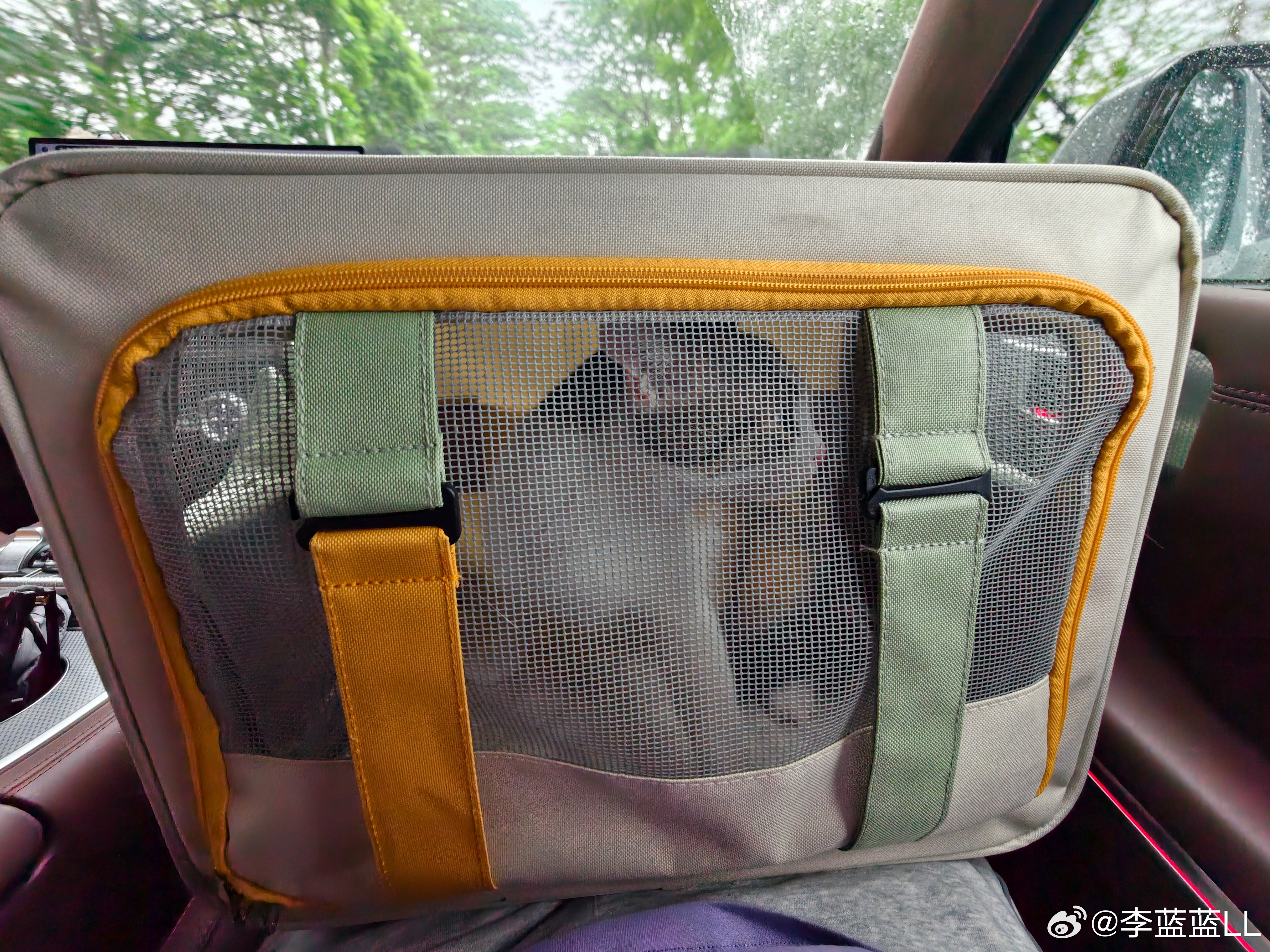 一大早把家里最皮的小三花猫送去绝育啦，它还是头一回坐车～叫个不停~还好坦克700