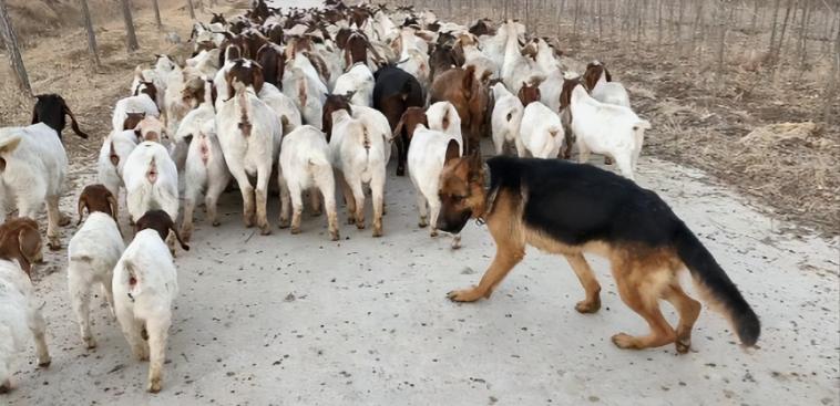 为什么狼群不敢袭击有牧羊犬的羊群？80％的人都不知道，在野外，如果狼攻击牧羊犬，