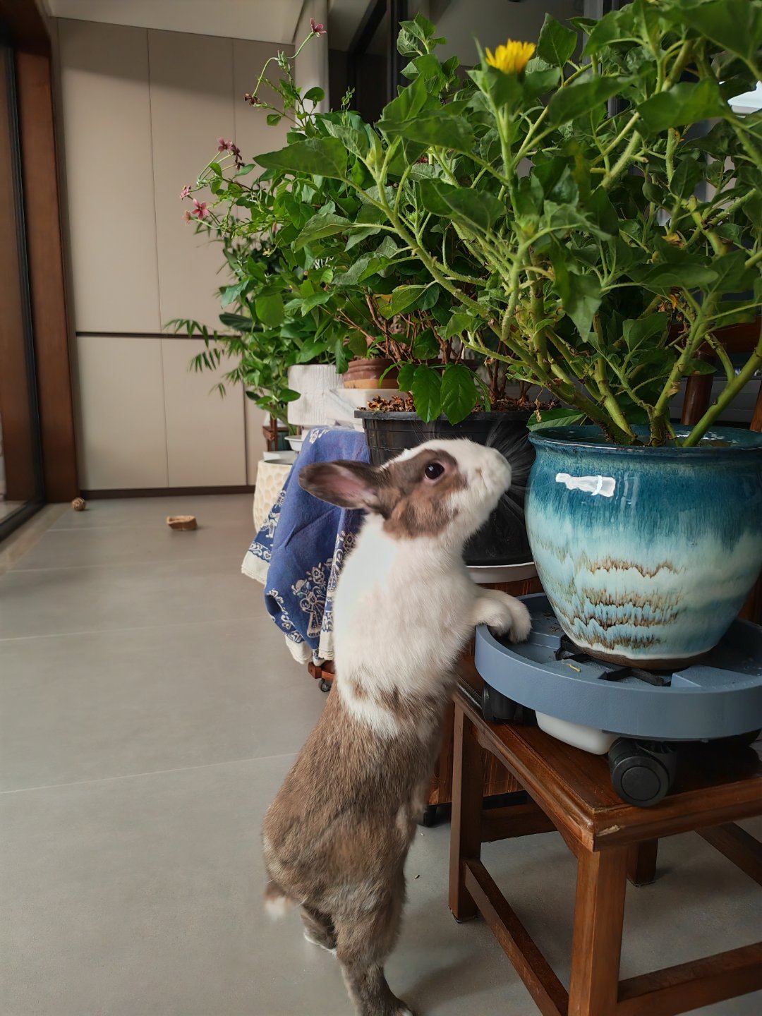 为了能吃到向日葵竟然能把自己拉这么长