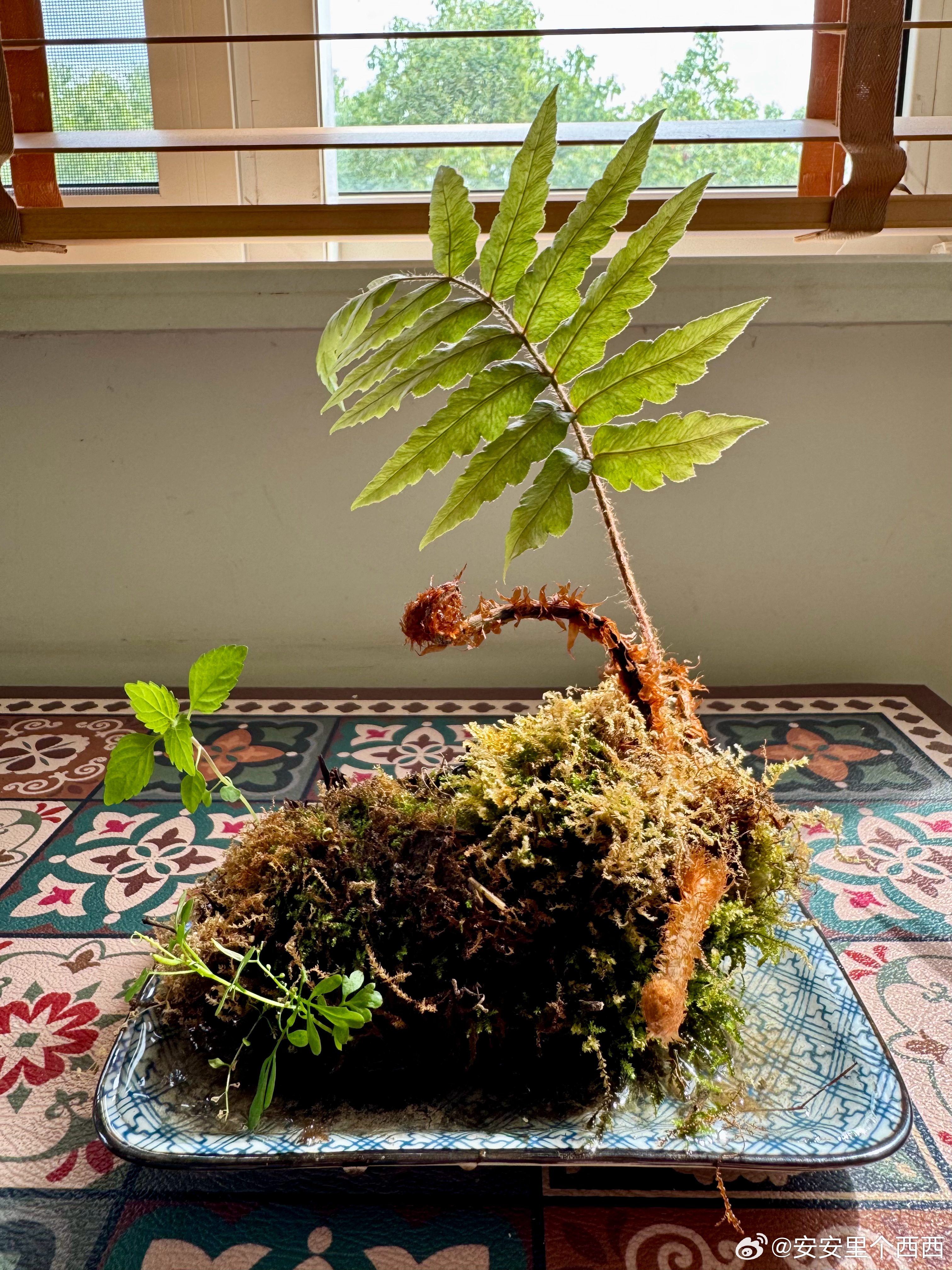 三月中旬从花市带回来的小蜗牛和小天使一个长出了叶子，长成了一片“小森林”一个长了