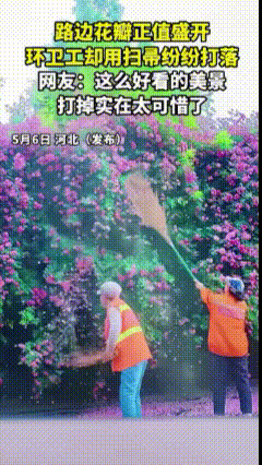 大煞风景，看了想爆粗口。
5月6日河北网友发布视频，路边这一大片蔷薇开得正艳，形