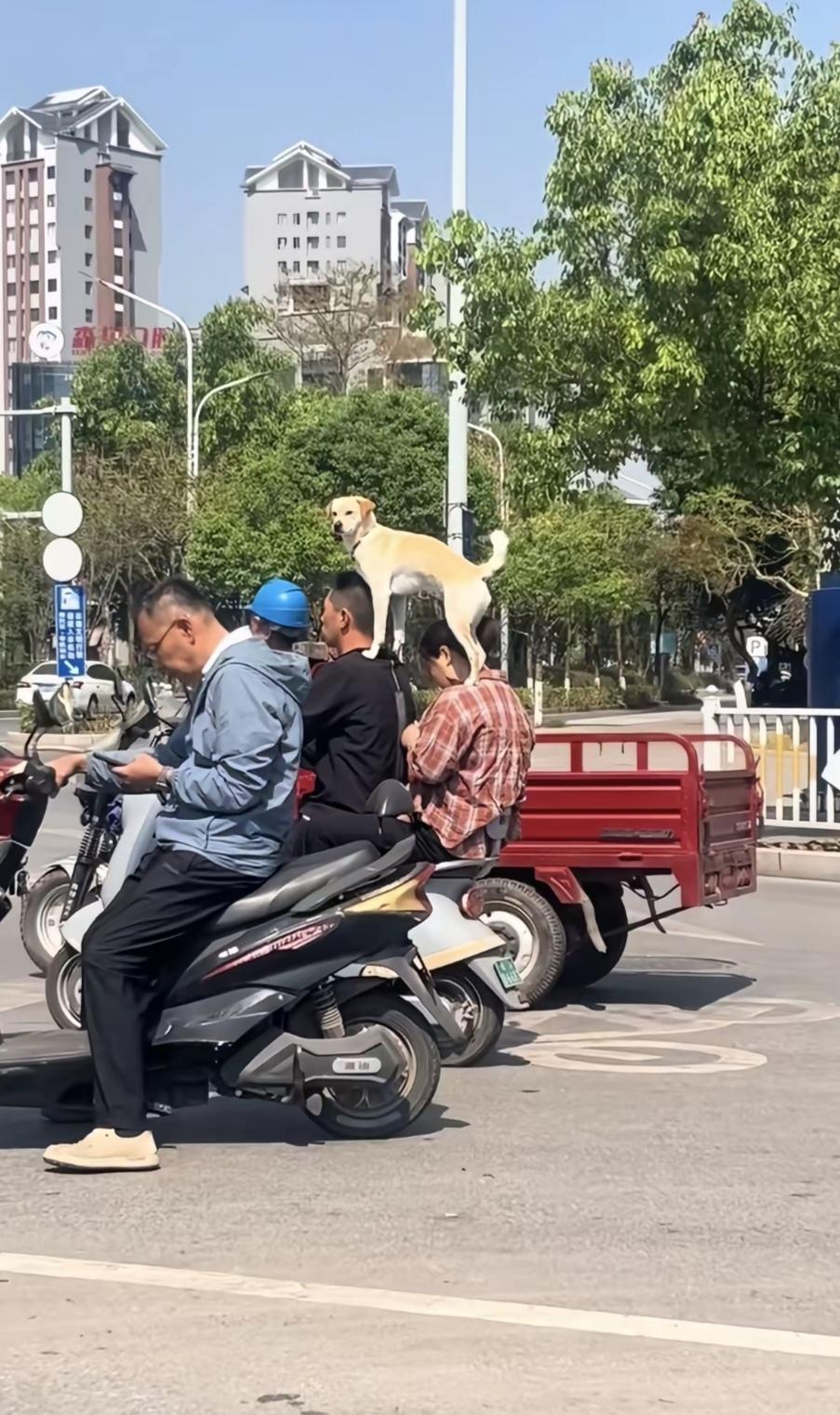 狗狗尿了咋办？拉了咋办？掉下去咋办？
真替这两口子担心！
[捂脸][大笑]

