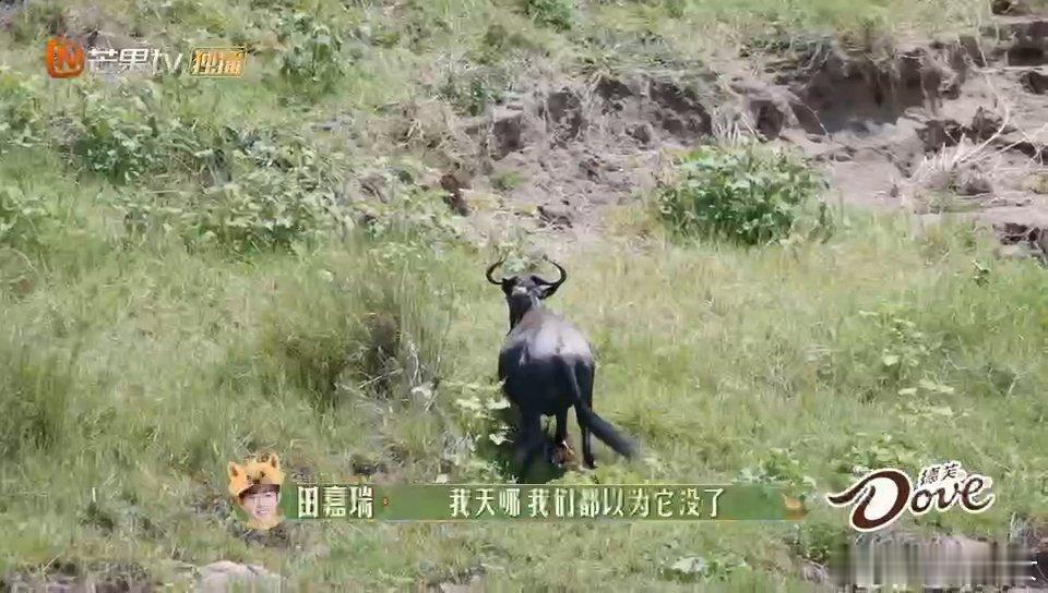 用力活着是腿断了流着血也要前进  花少片段直击心灵，角马浴血前行的画面令人动容至
