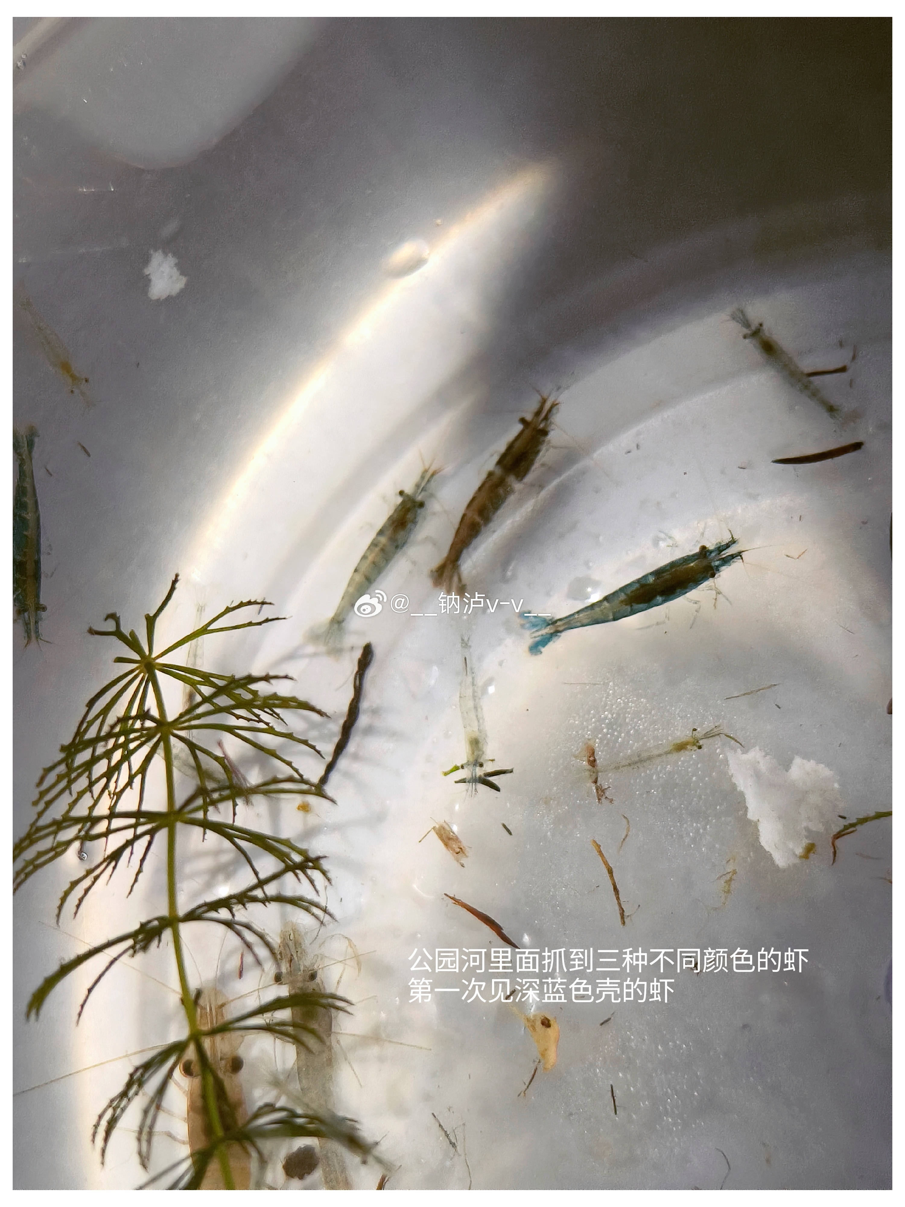 最近迷上养鱼，上周买了两条观背青鳉，这周去公园河里捞野鱼，结果捞上来好多小河虾。