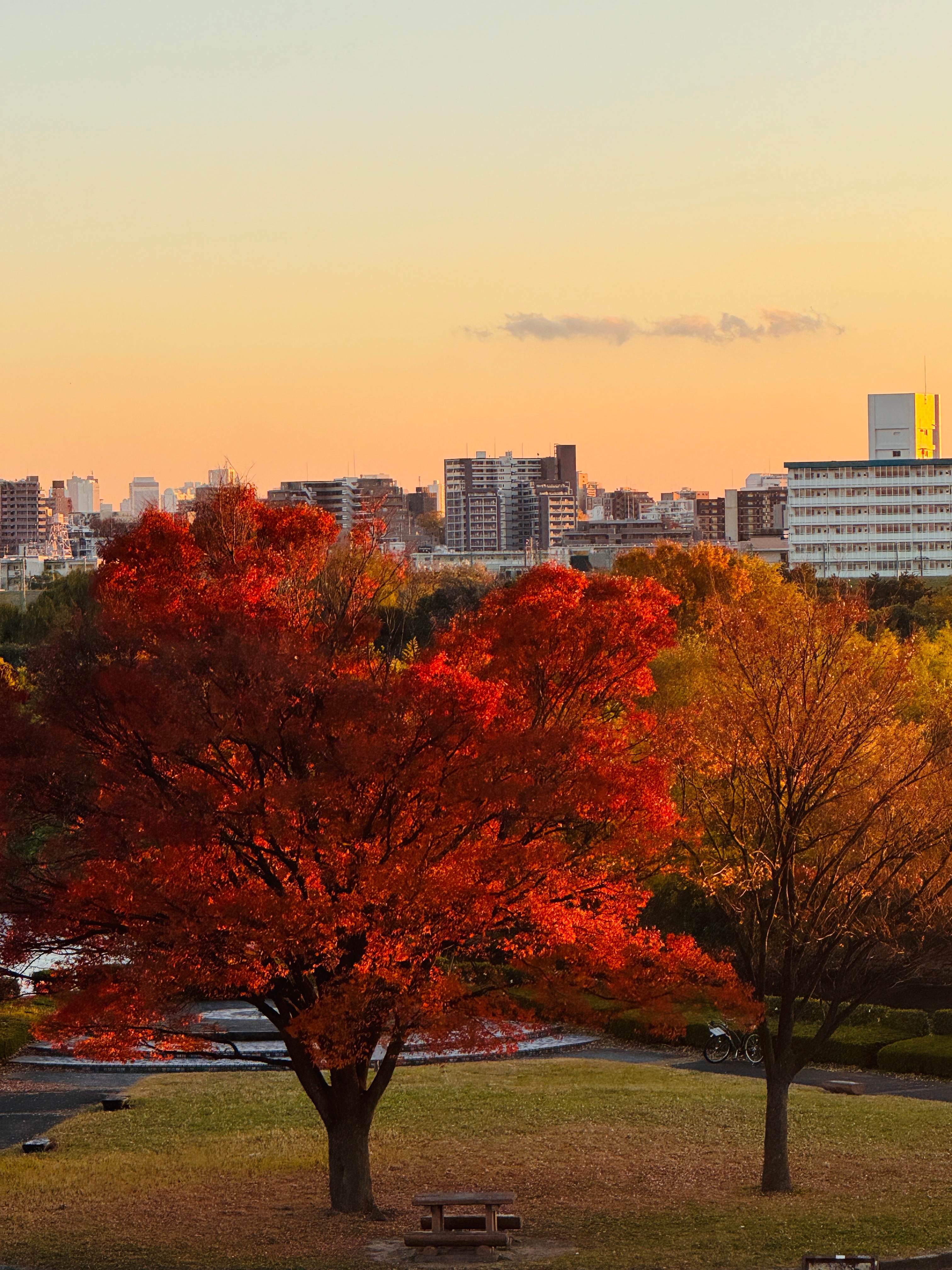 路过了一棵金红色的树，度过了一个很梦幻的下午。在那棵树下打羽毛球，我问老李会不会