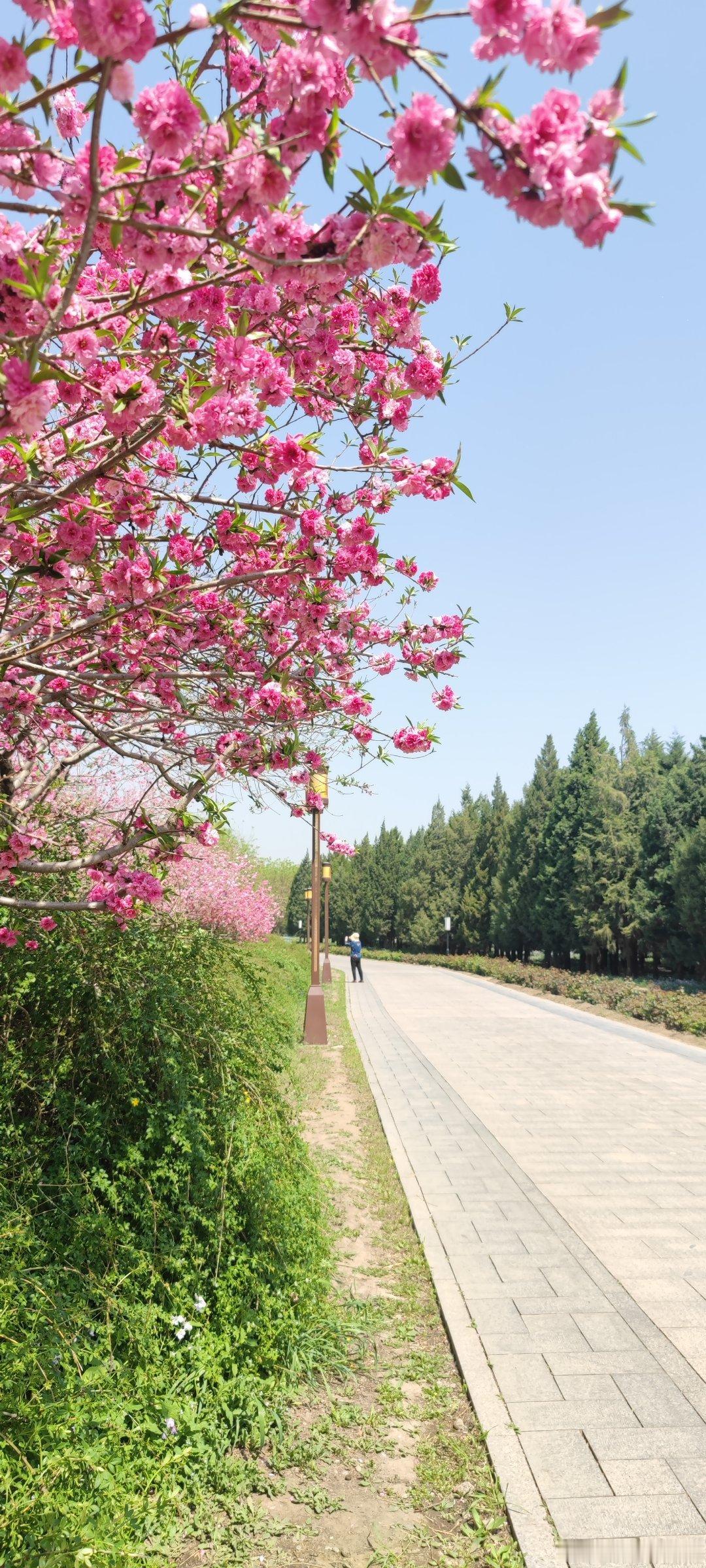 北京圆明园春色随拍摄影​​​