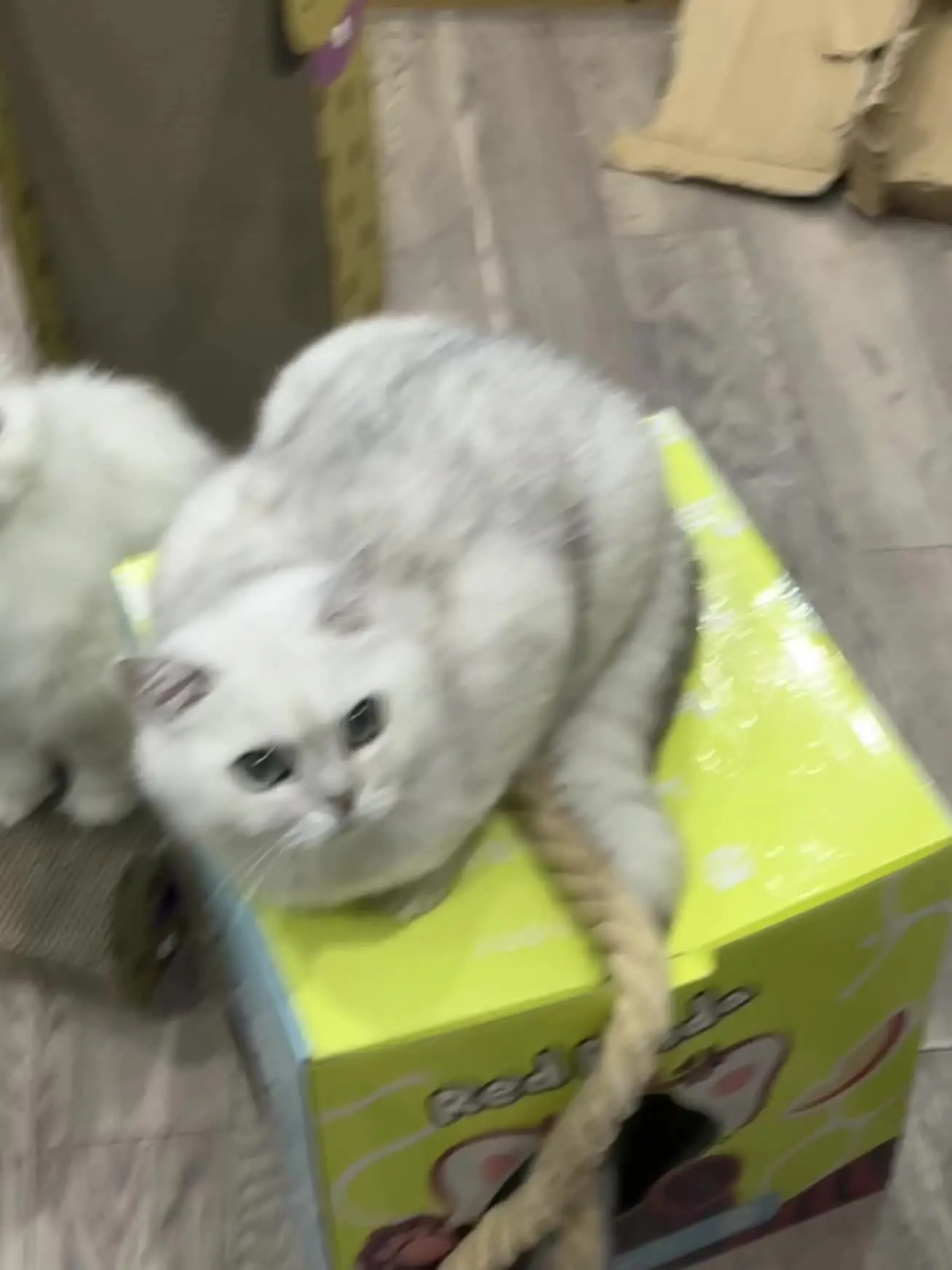 看看你的小猫咪咪