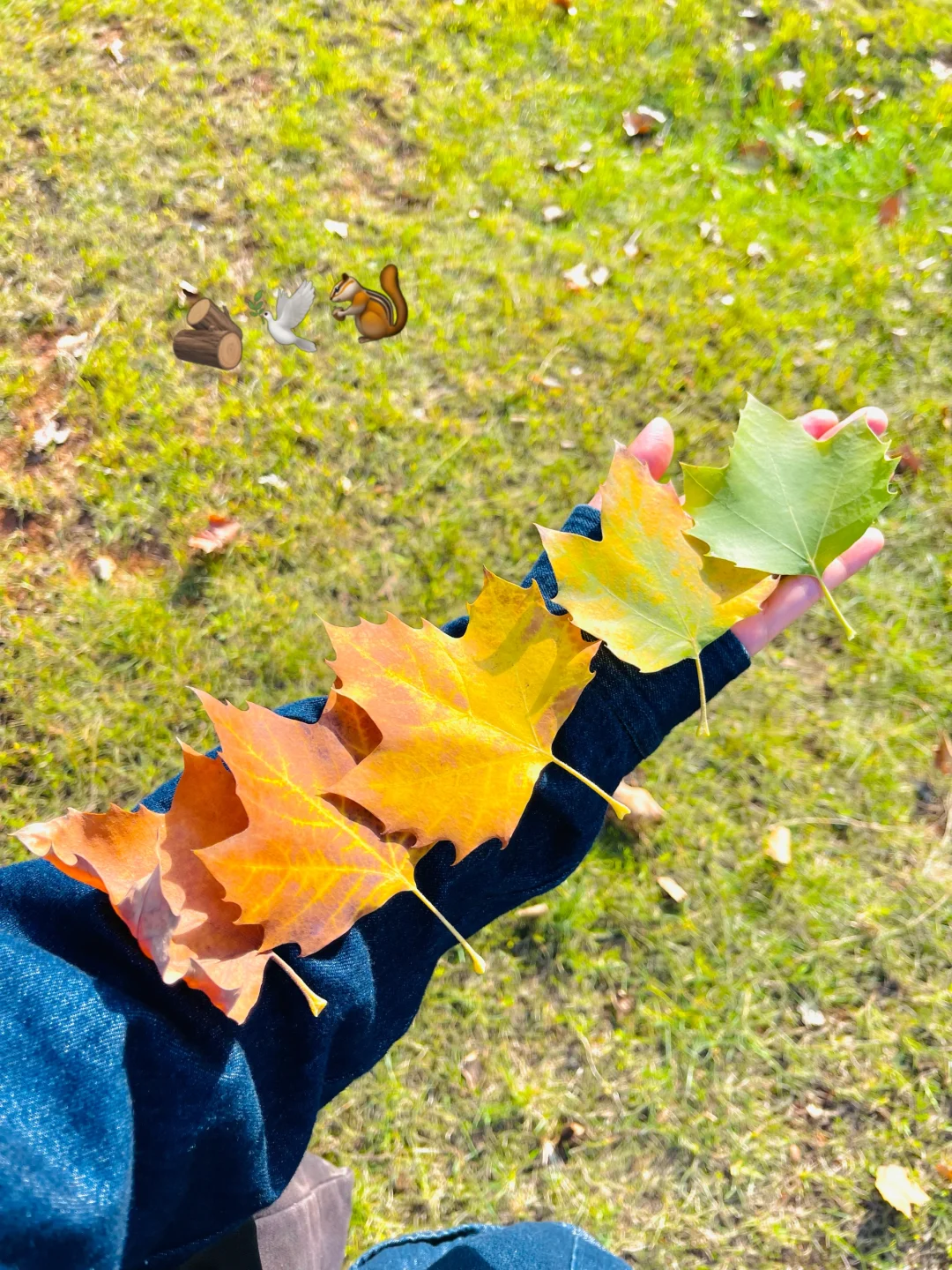 🍁终于知道发光的金秋怎么调了🍂🦊