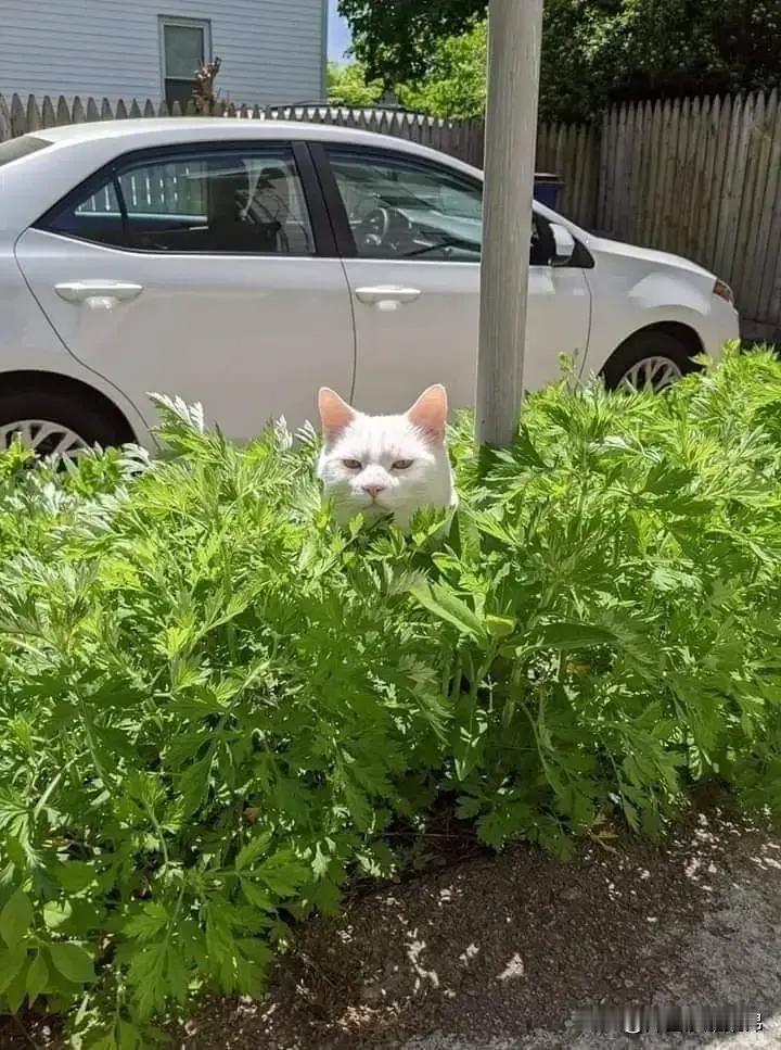 [呆无辜]：队长，观察手已经就位，目标已经出现，可以行动了。