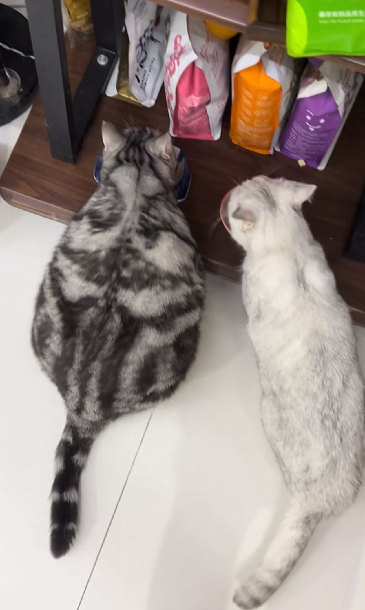 猫咪，你咋横着长呢
