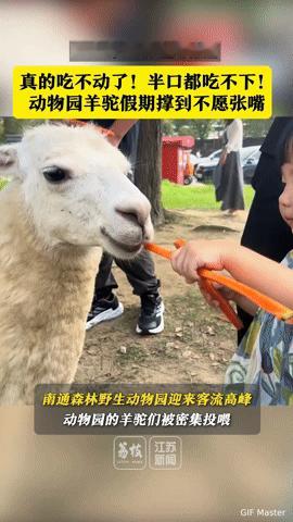 “真吃不动了！”南通动物园羊驼假期被喂到不愿张嘴，游客笑出眼泪
 
“半口都吃不