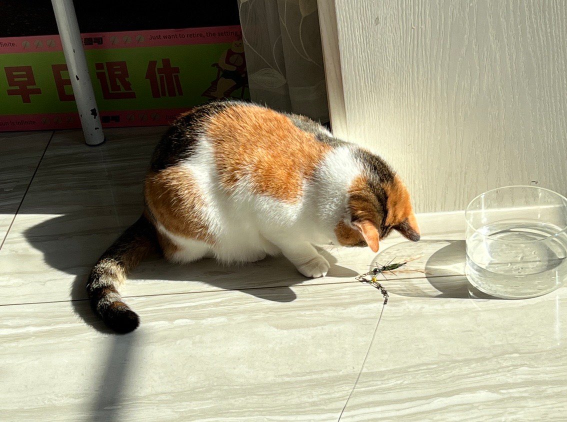 好奇猫猫 
