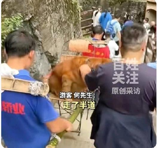 大开眼界！5月4日百姓关注报道，湖北恩施爆出一桩离谱新鲜事。一位狗主人花费800