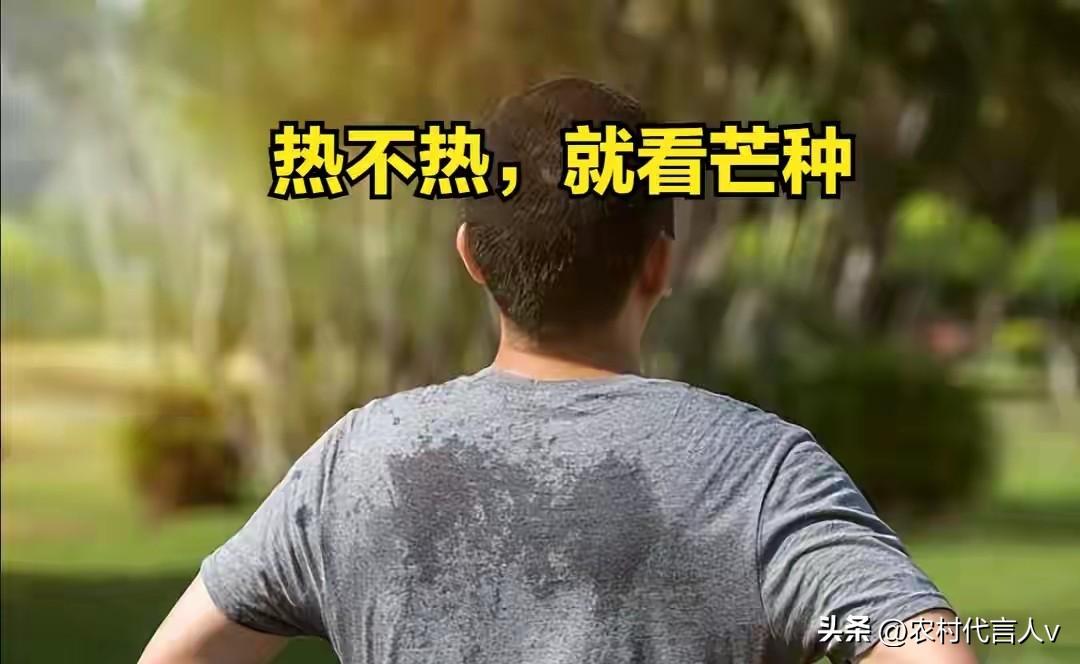 “热不热，就看芒种”，今日芒种，今年夏天会很热吗？早看早知道

“时雨及芒种，四
