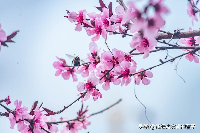 看到“燕唤桃枝诗已醒”这个上联，瞬间就被带入了一幅春意盎然的画面。燕子轻唤，桃枝