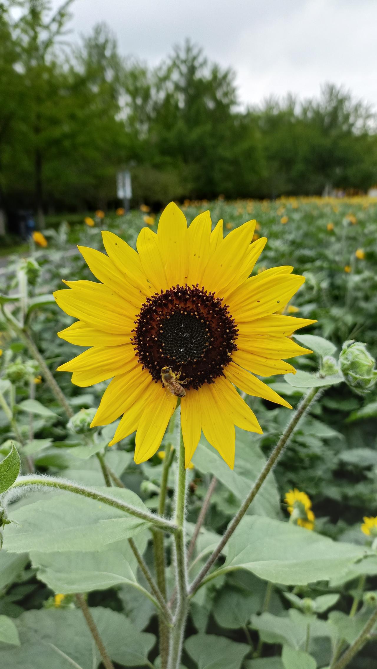 向日葵盛开，蜜蜂采蜜，大自然的美好瞬间。🌻🐝🌿
上联:向阳葵盛开，
下联: