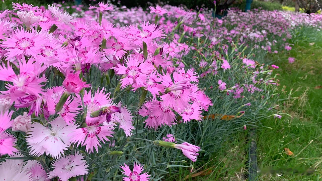 #晒晒你拍摄的美丽花朵#