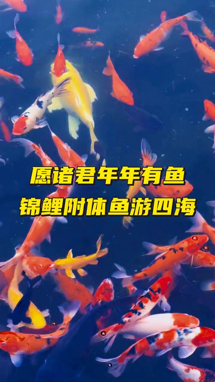 愿诸君年年有鱼，锦鲤附体鱼游四海。