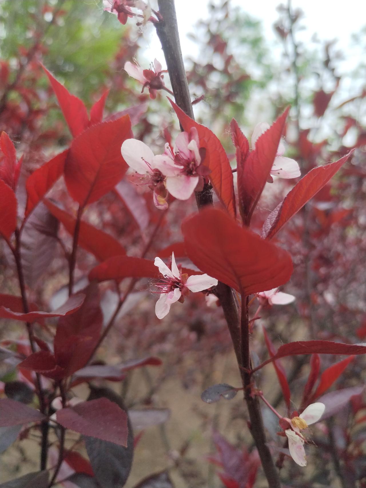 粉嫩花朵与红叶交织，春日里的浪漫绽放
