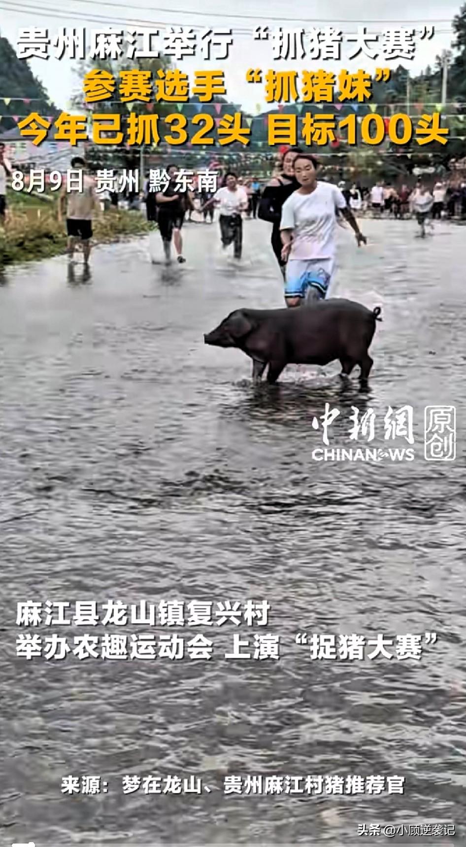 河道团战开打！全村追捕“河道野猪王”！
就在贵州麻江这条小河里，农趣抓猪大赛正式