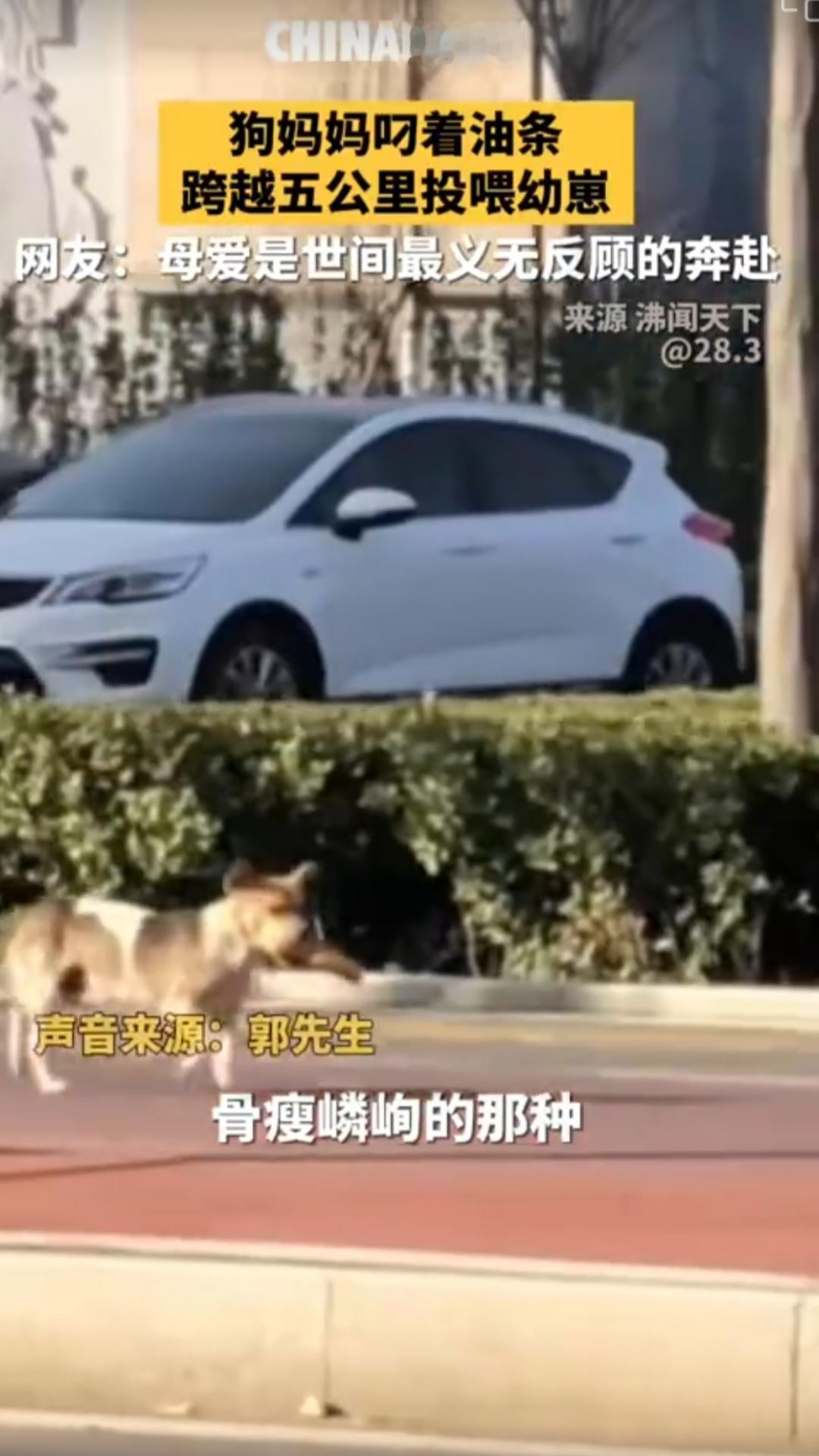 狗妈妈好拼啊
近日，山东一只骨瘦嶙峋的狗妈妈被目击者发现叼着油条穿越5公里，最后