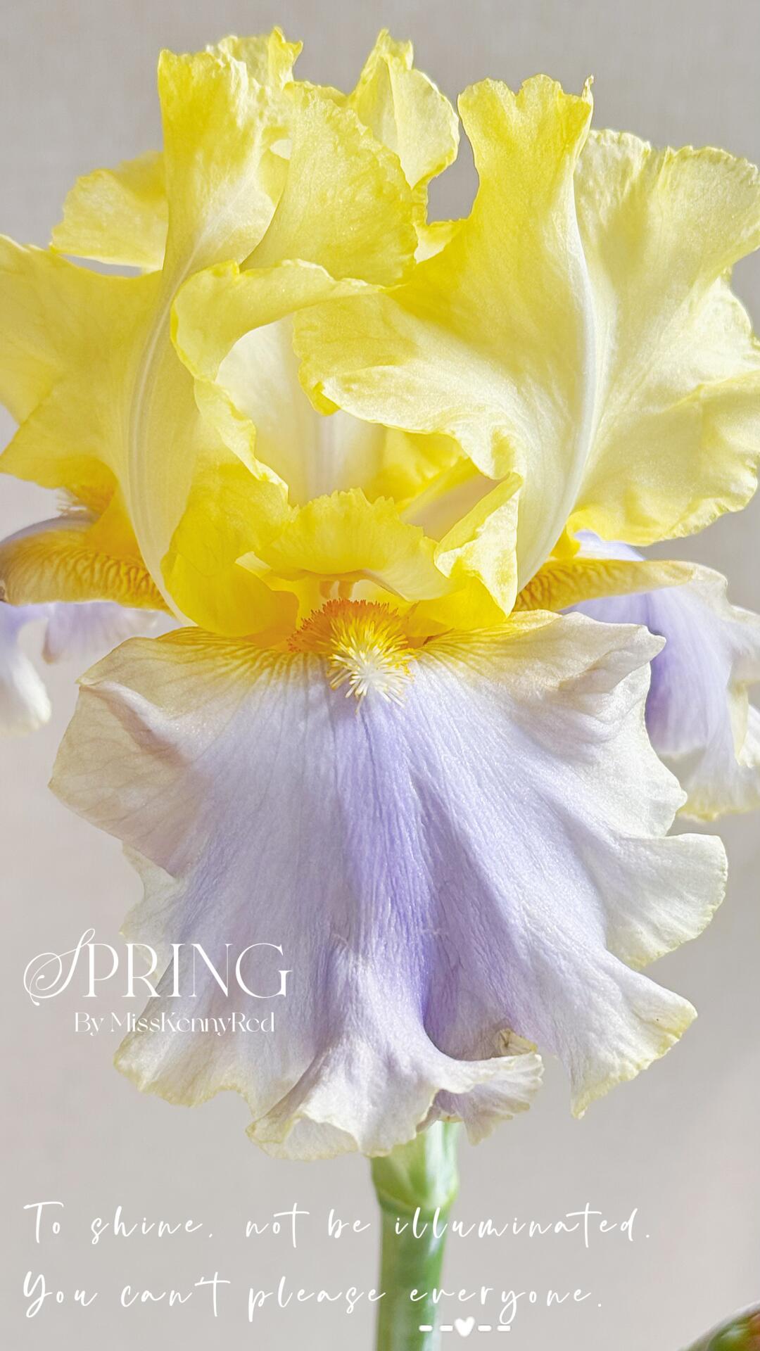 德国鸢尾｜国内杂交⑥