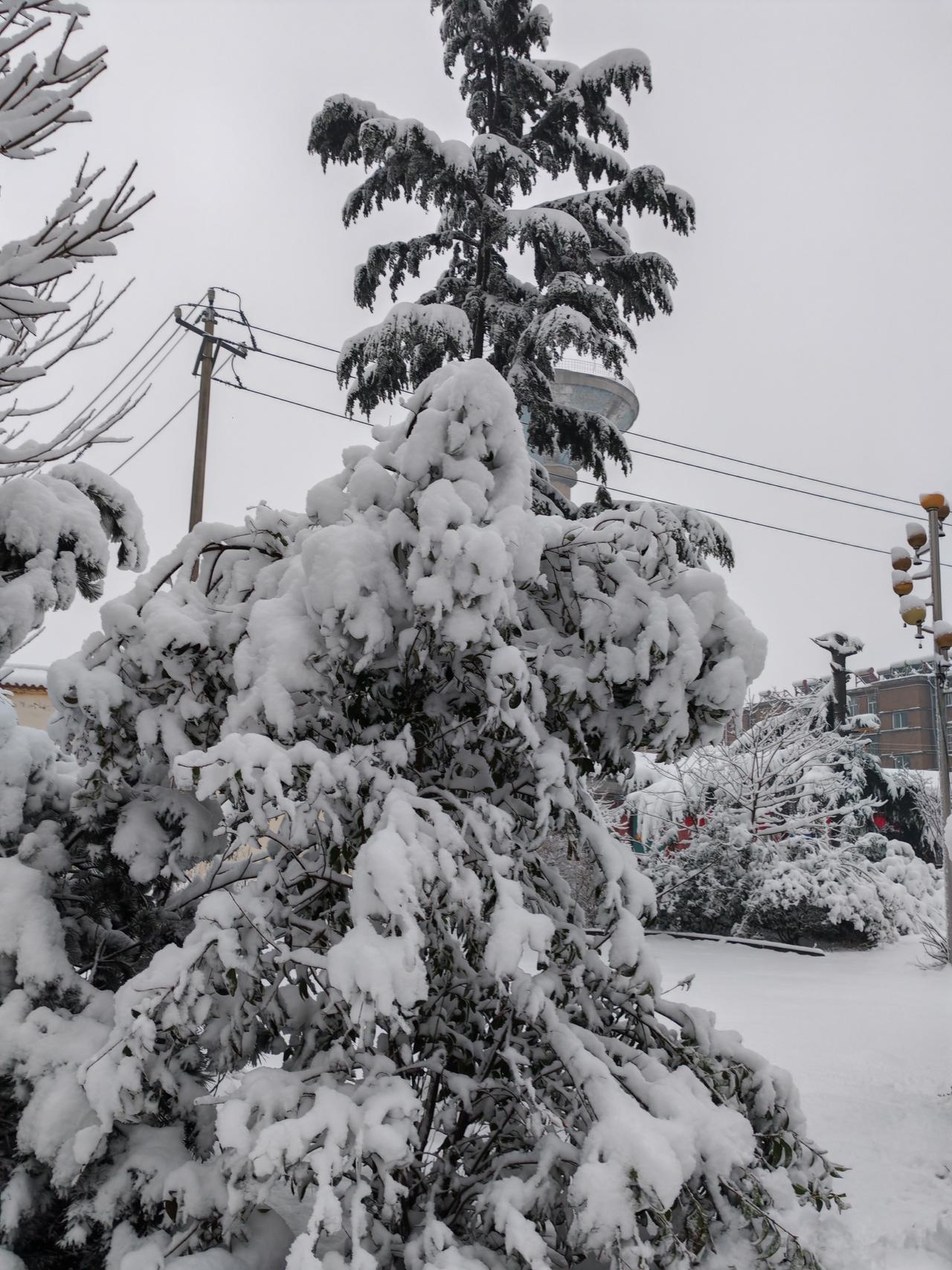 邯郸降下了五指厚的雪。
路上可见松树断枝的情形。大雪压在青松上，青松也难以承受。