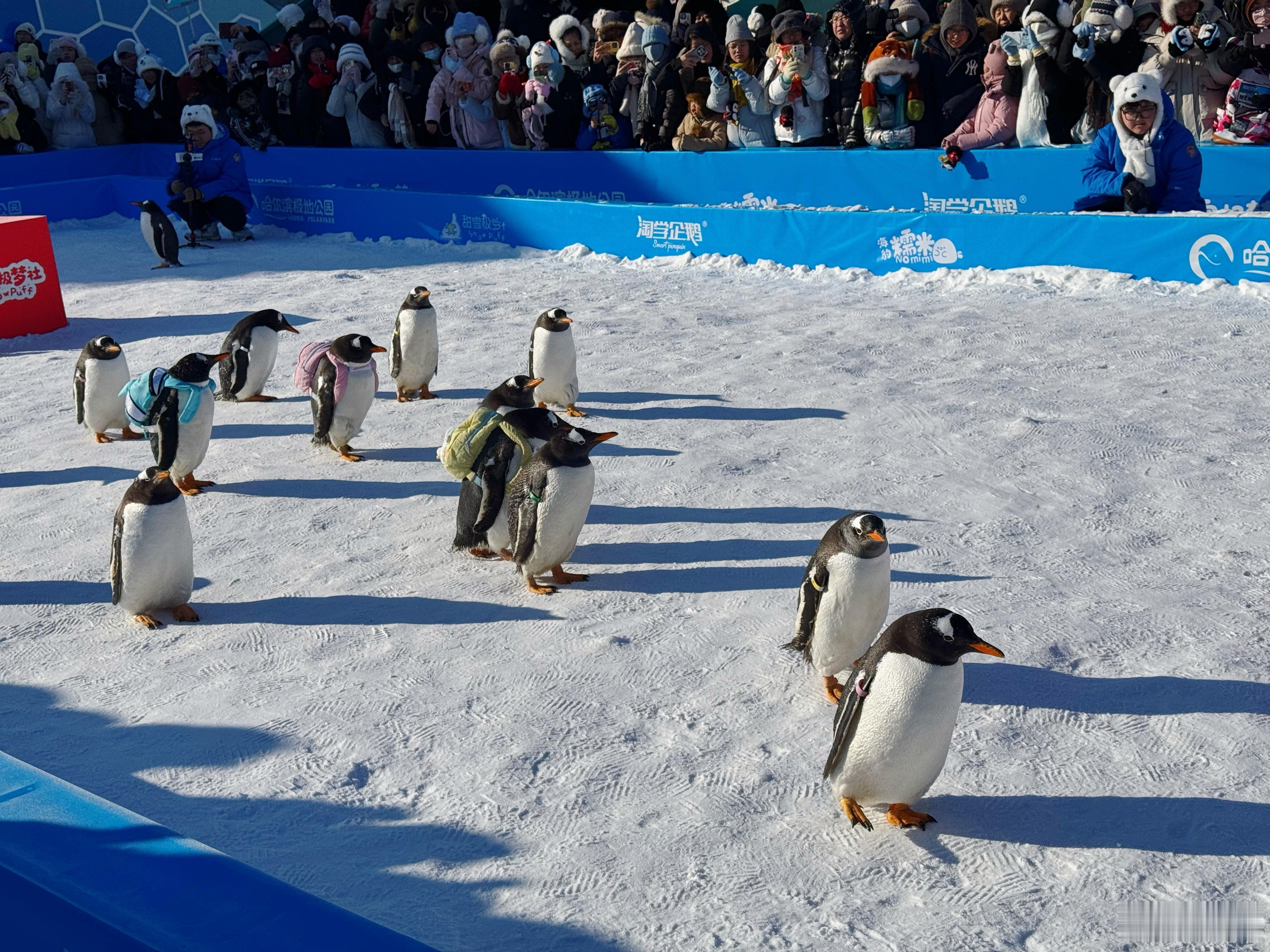 万千气象看龙江 冬日赴尔滨，极地公园绝对是不可错过的一站。冰雪春天 白鲸“海洋之
