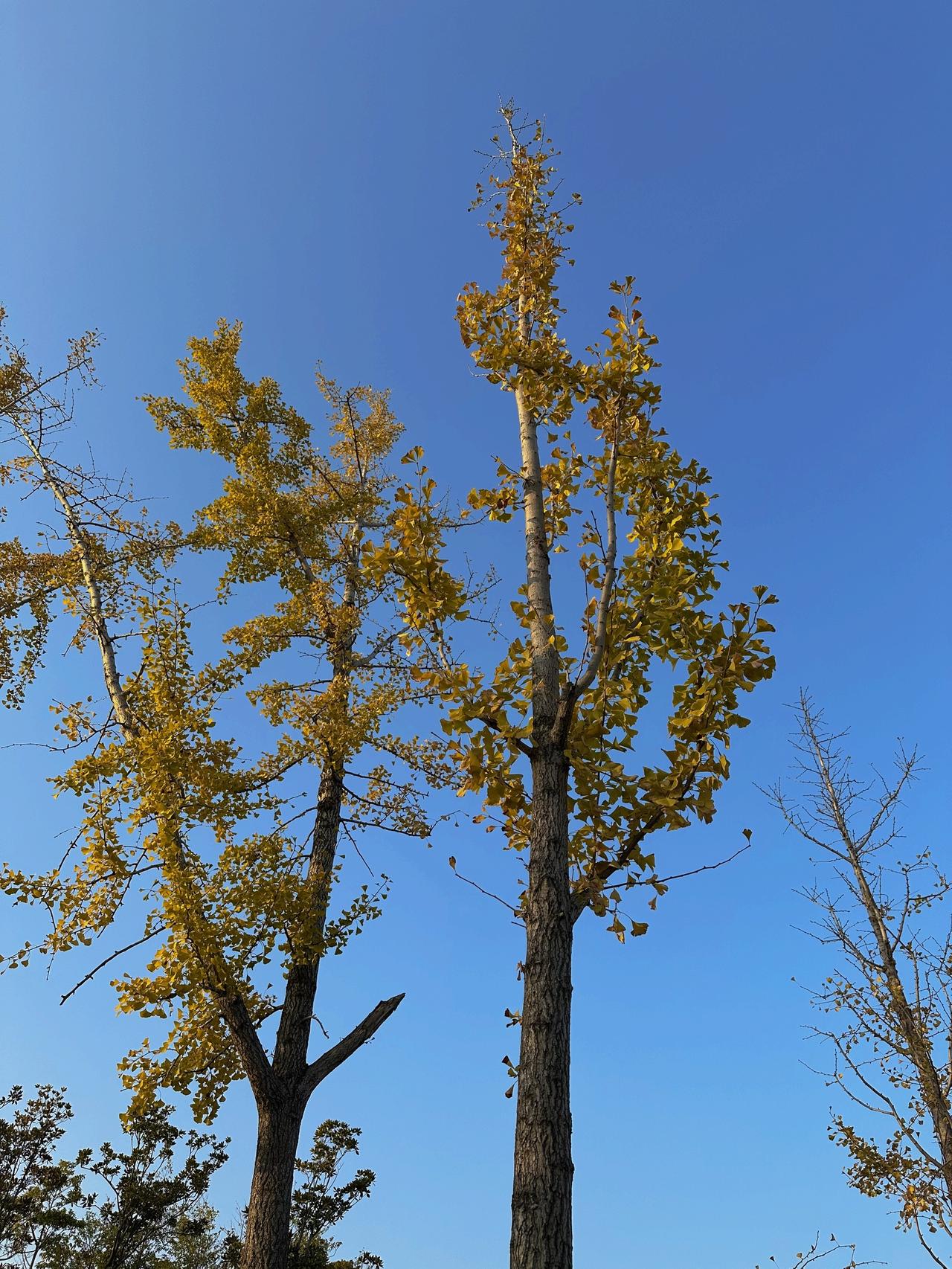银杏树 随手拍 仰望 大自然 落叶🍂