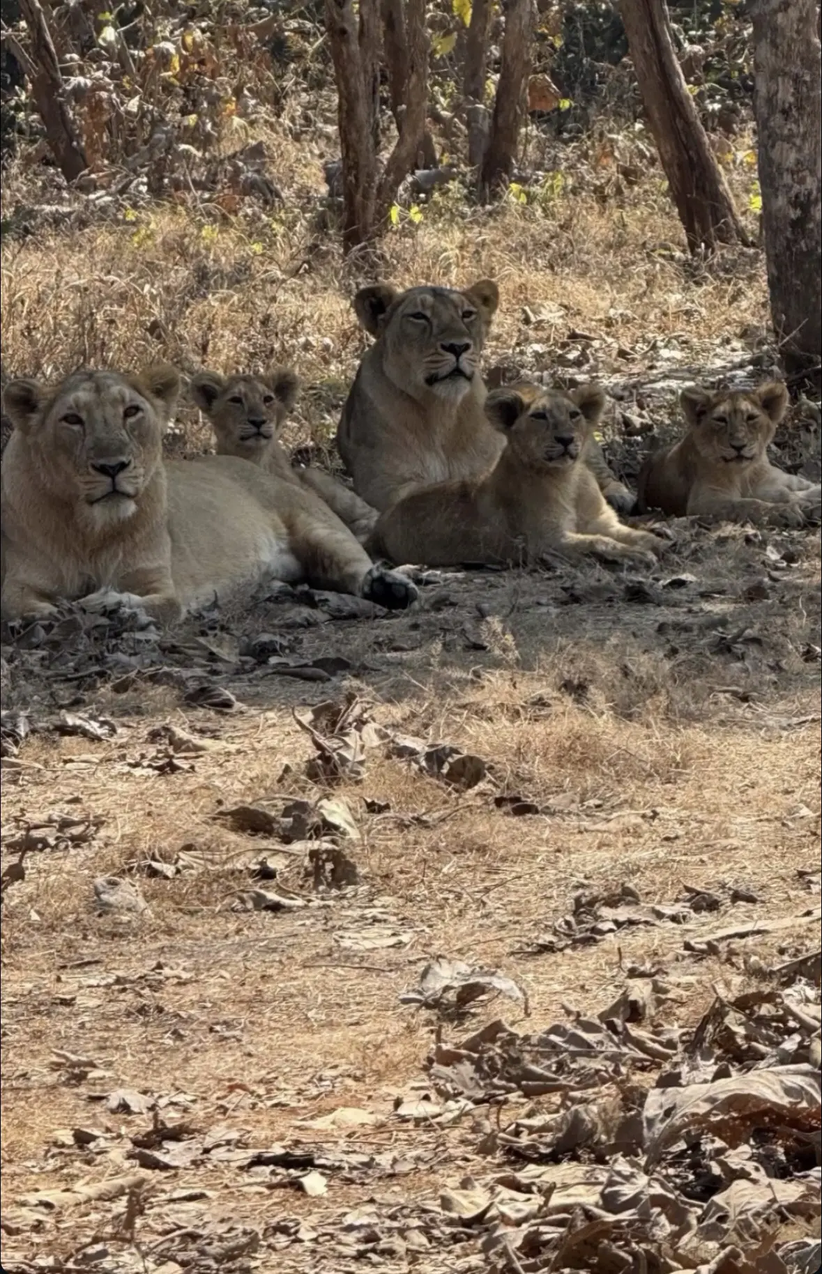 吃好喝好的肥嘟嘟一家。左边是玛格丽特 右边是安妮卡 她们现在一起照顾着三只崽崽