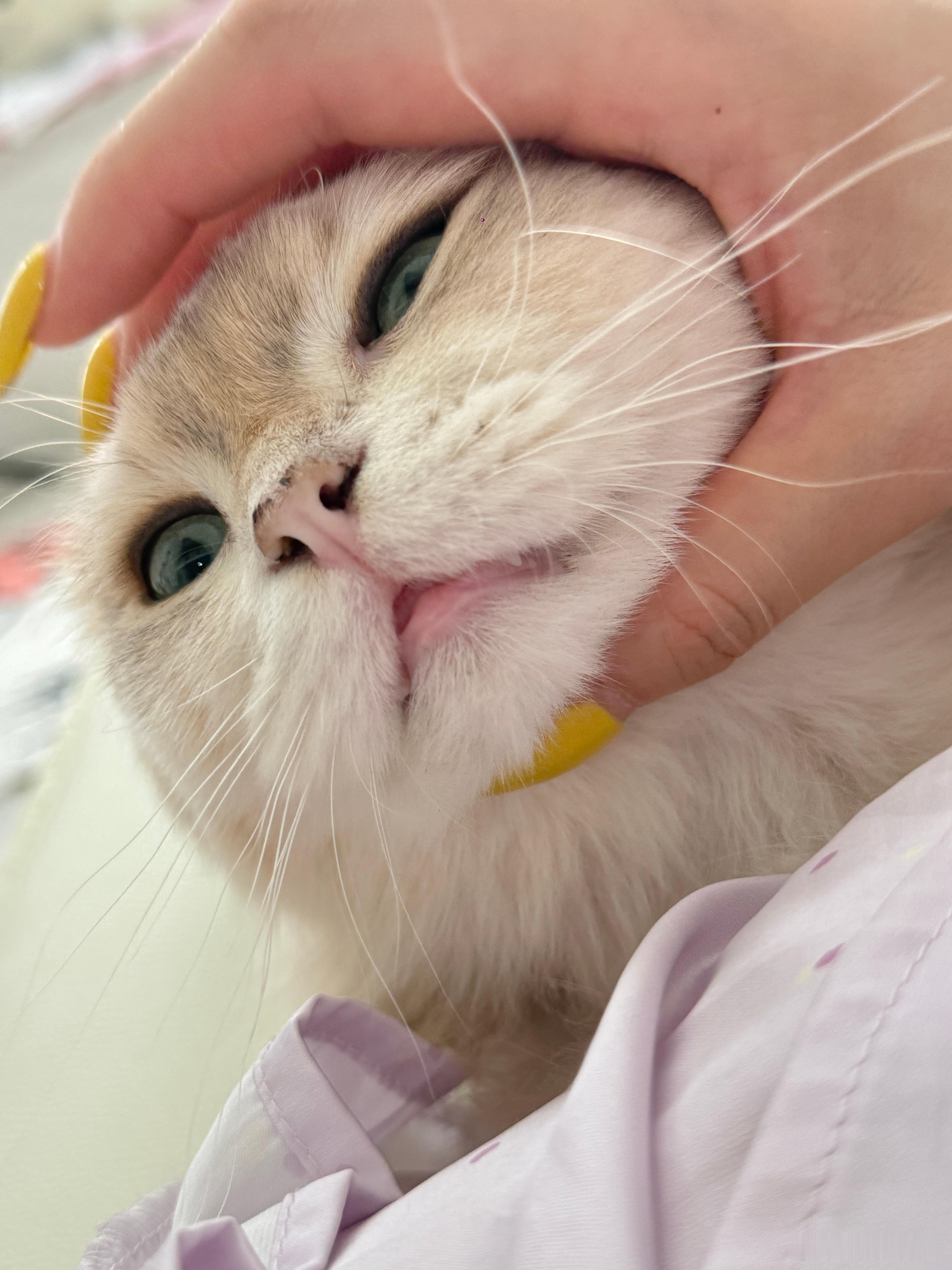 plog记录生活小猫日记 ​​​