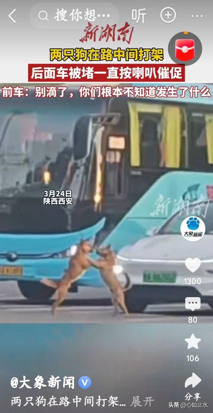 两只狗在公路中间互殴，过路司机鸣笛劝架，不知道因为什么起了争执……[大笑]