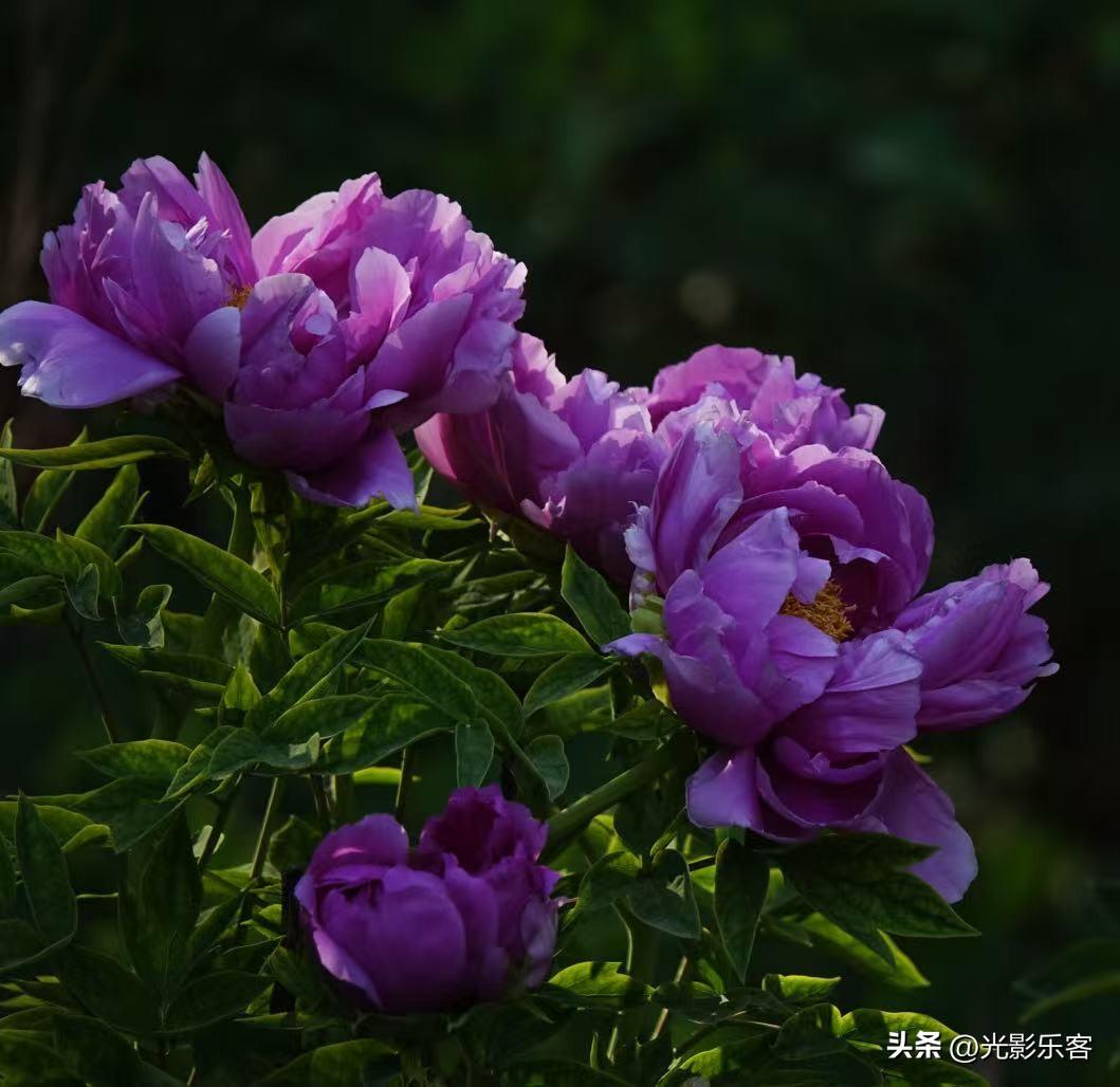 牡丹不好拍，花太大，花瓣太多，不好拍出光影的感觉。有时候为了把花瓣拍出透亮的感觉