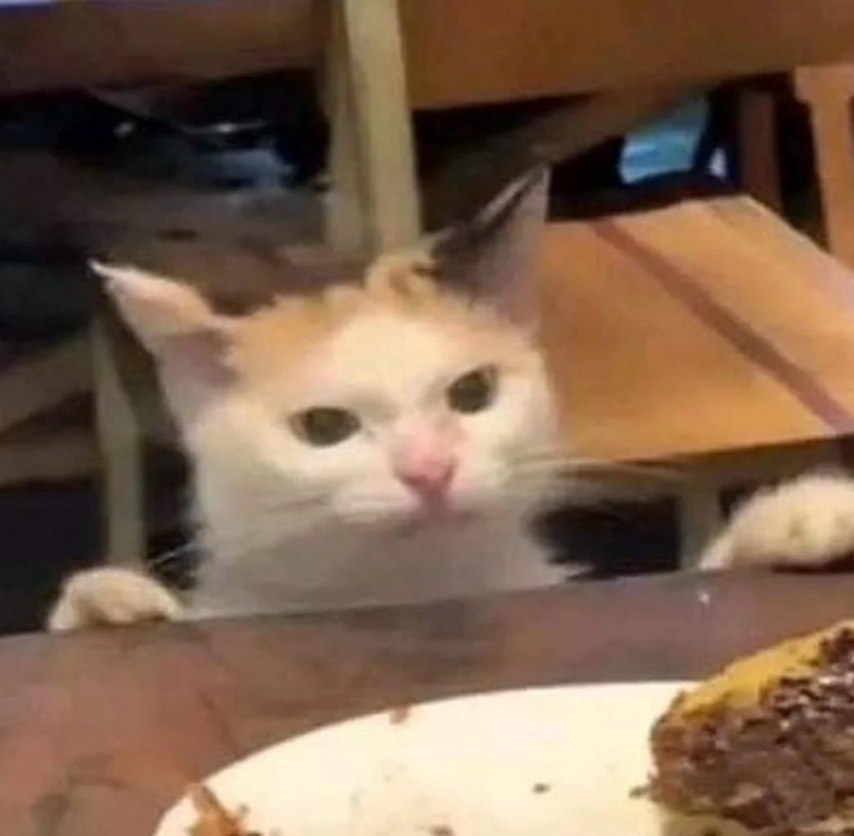一些低质量猫图表情包无水印表情包猫猫表情包表情包
