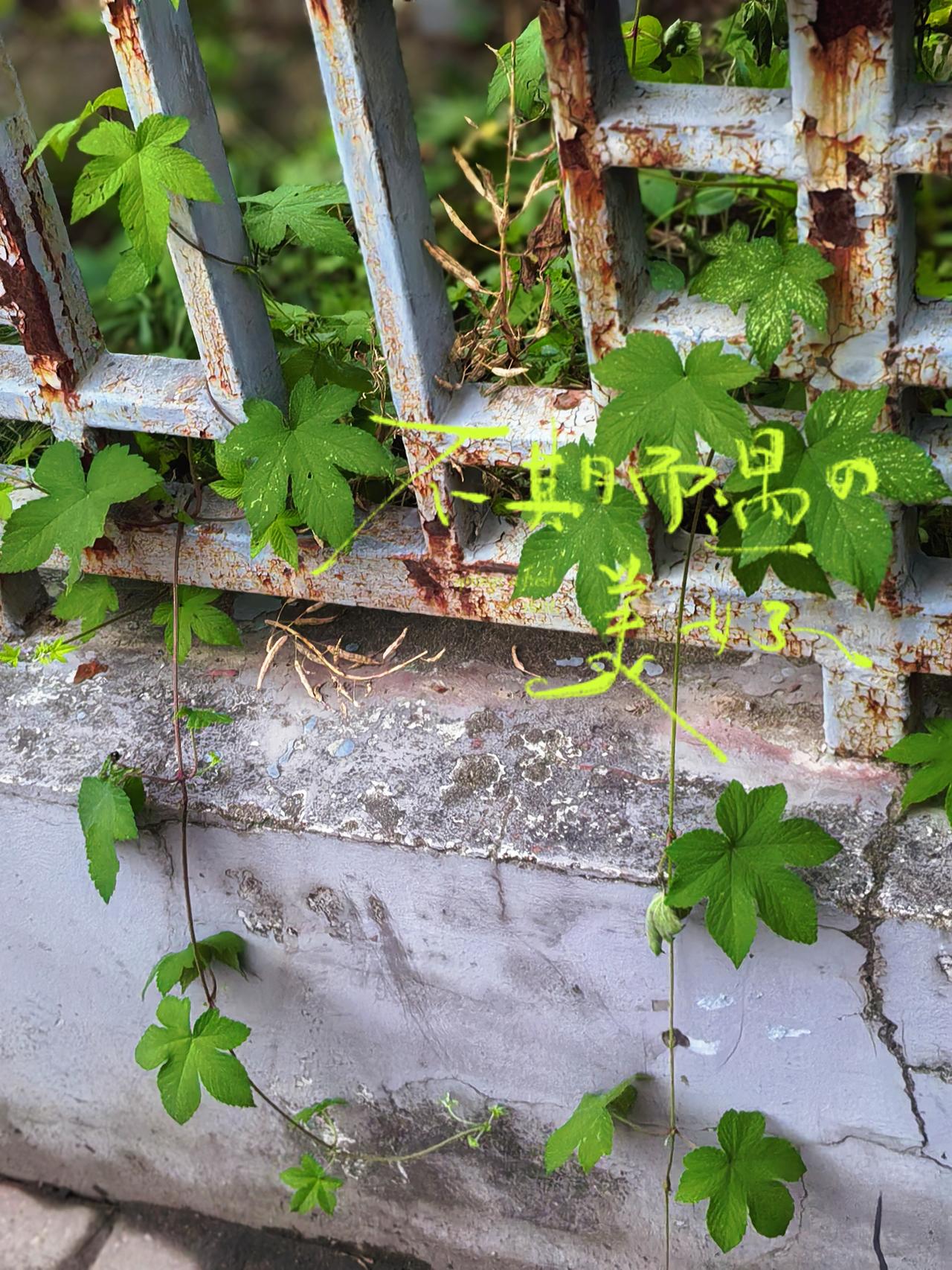 攒了一夏的绿，
送你满目清凉。