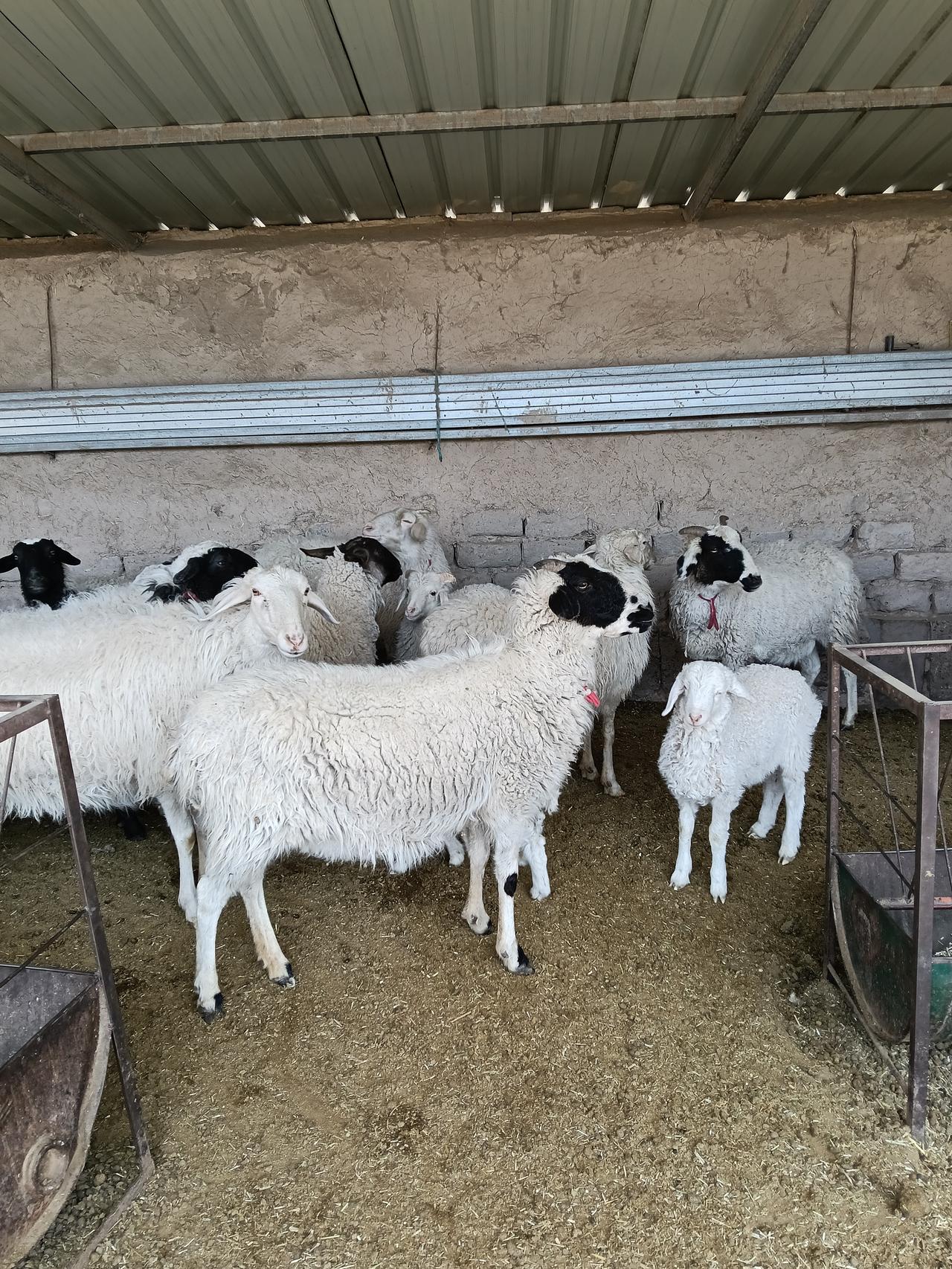 养羊真是给自己打工的好选择。自己养羊，挣多挣少都是自己的，别人可花不着一毛钱。就