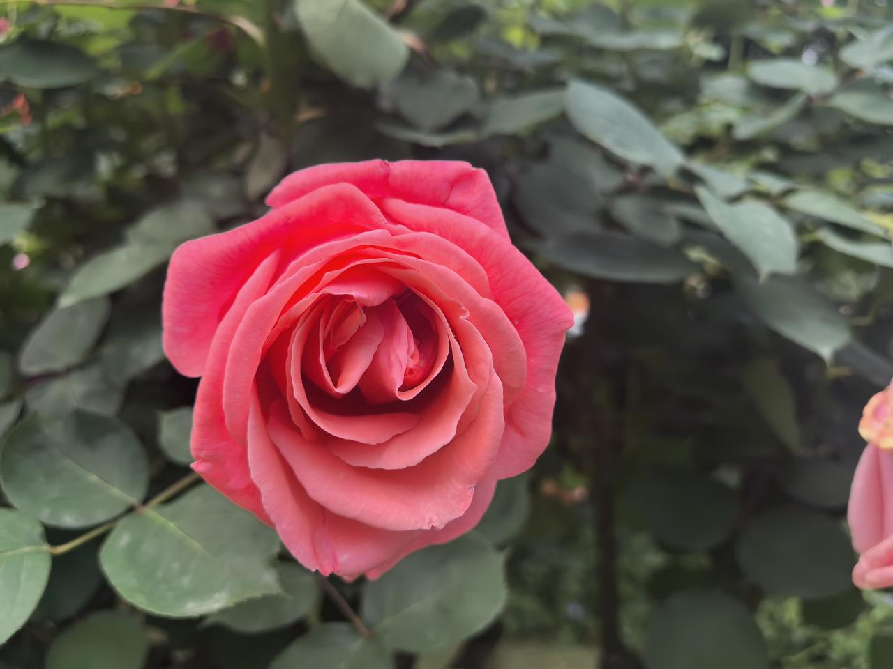 世纪公园的月季花