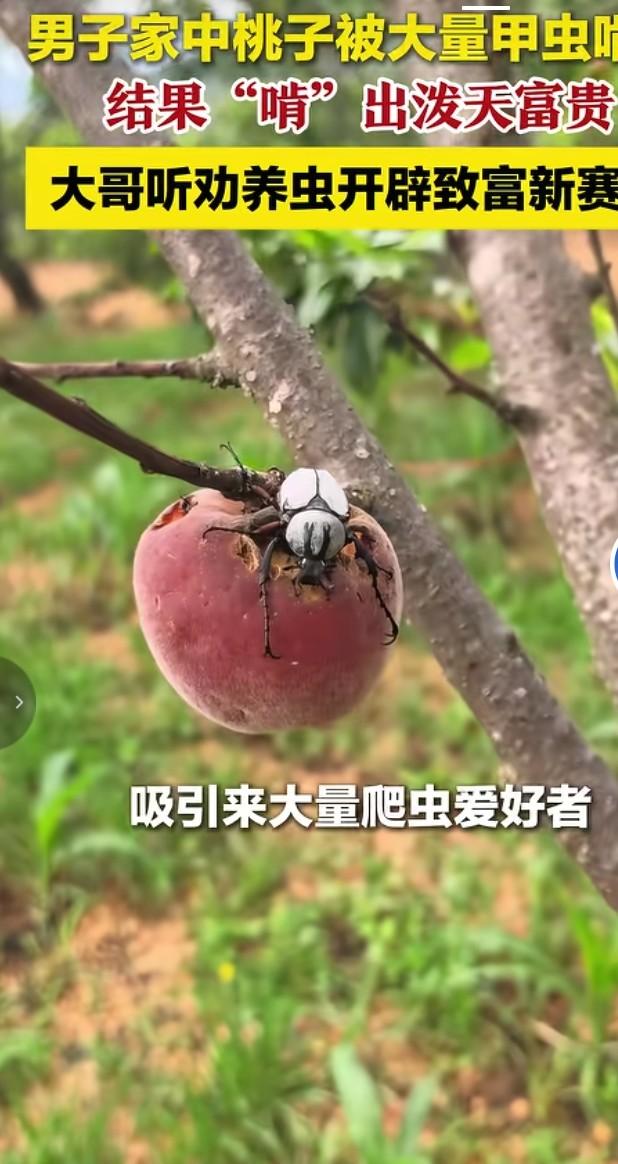 自家桃园惨遭甲虫入侵，满树桃子被咬得千疮百孔，原本以为要血本无归，果农愁得在线求